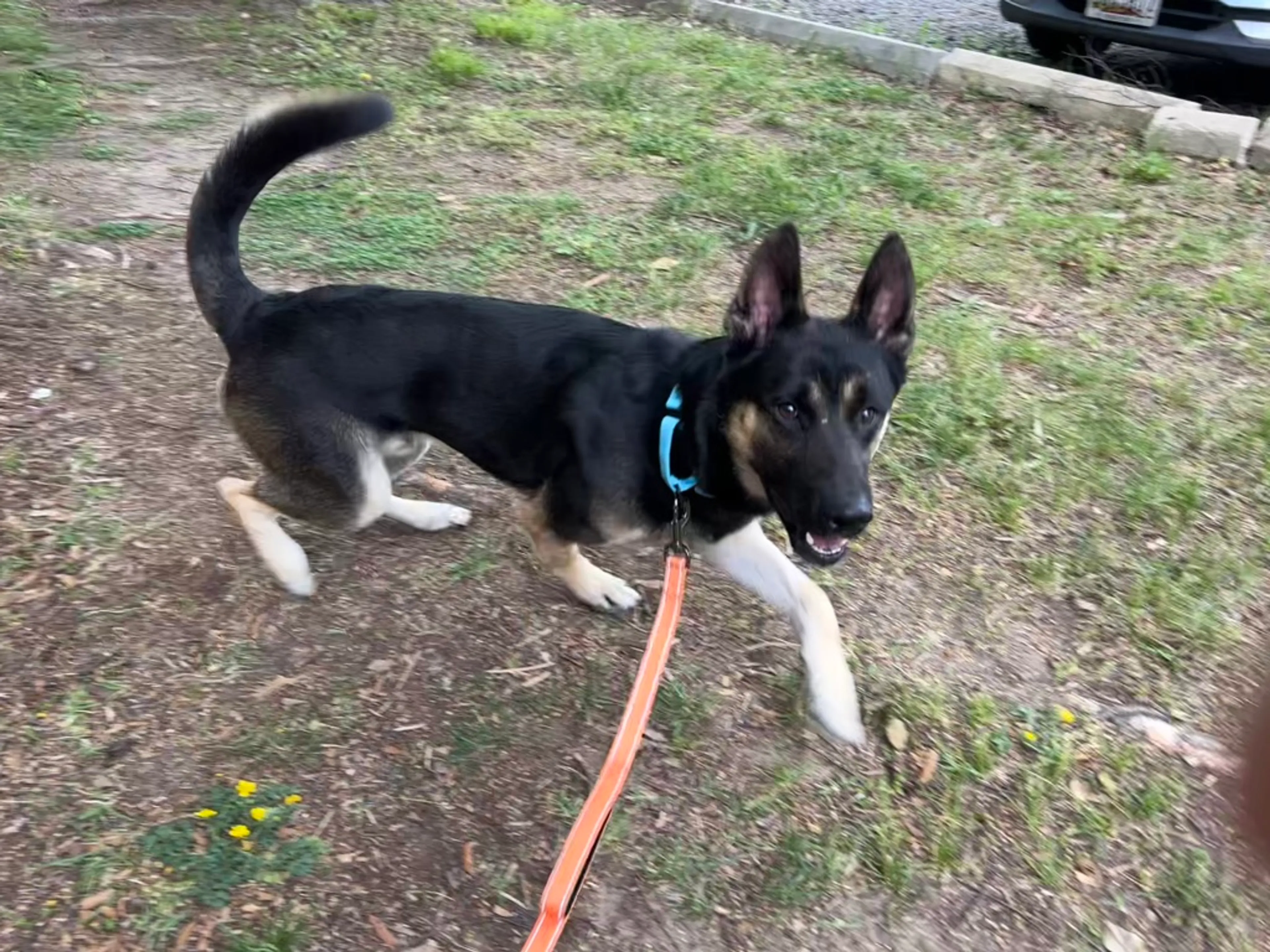 Found pet-4