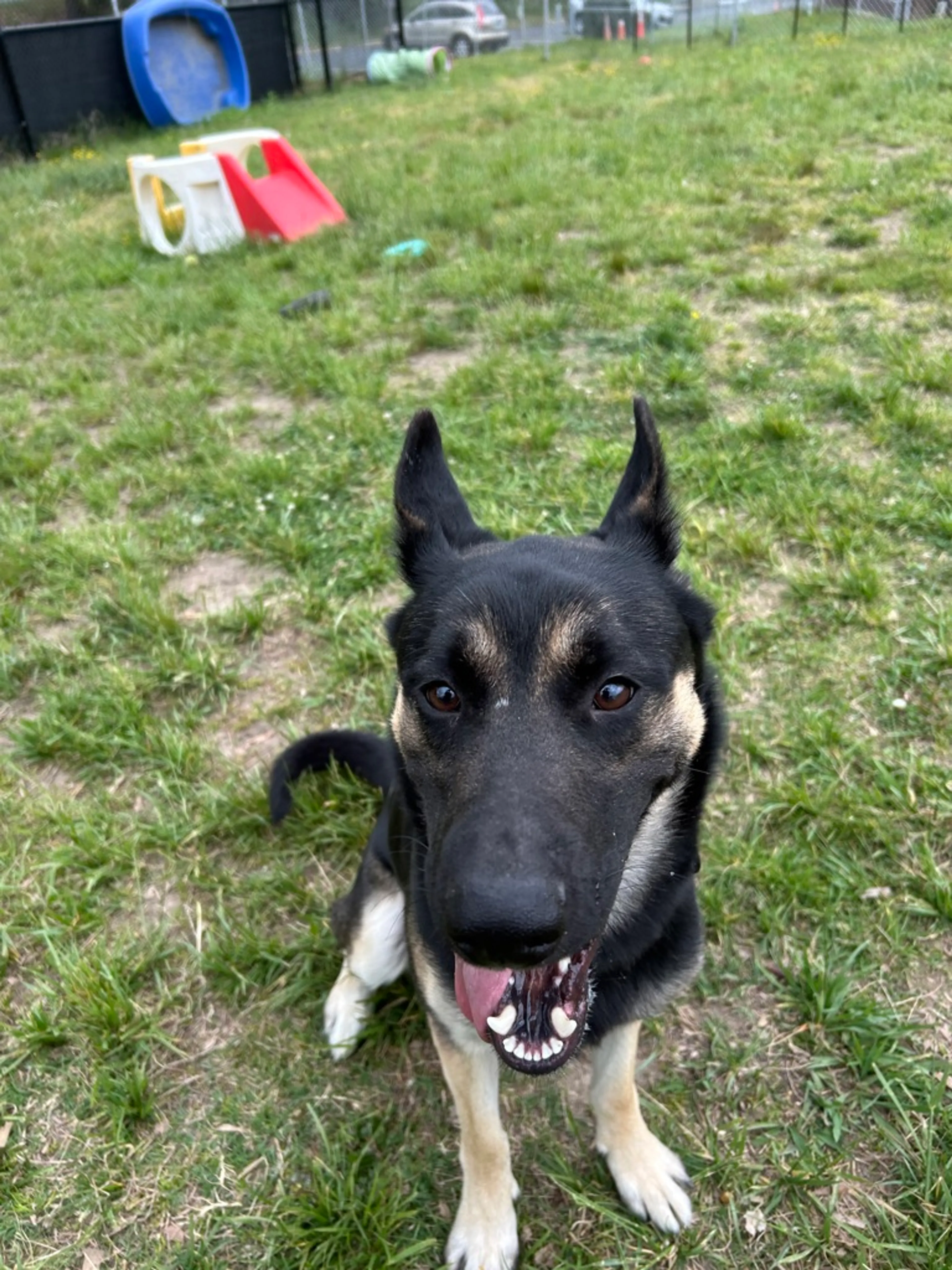 Found pet-9