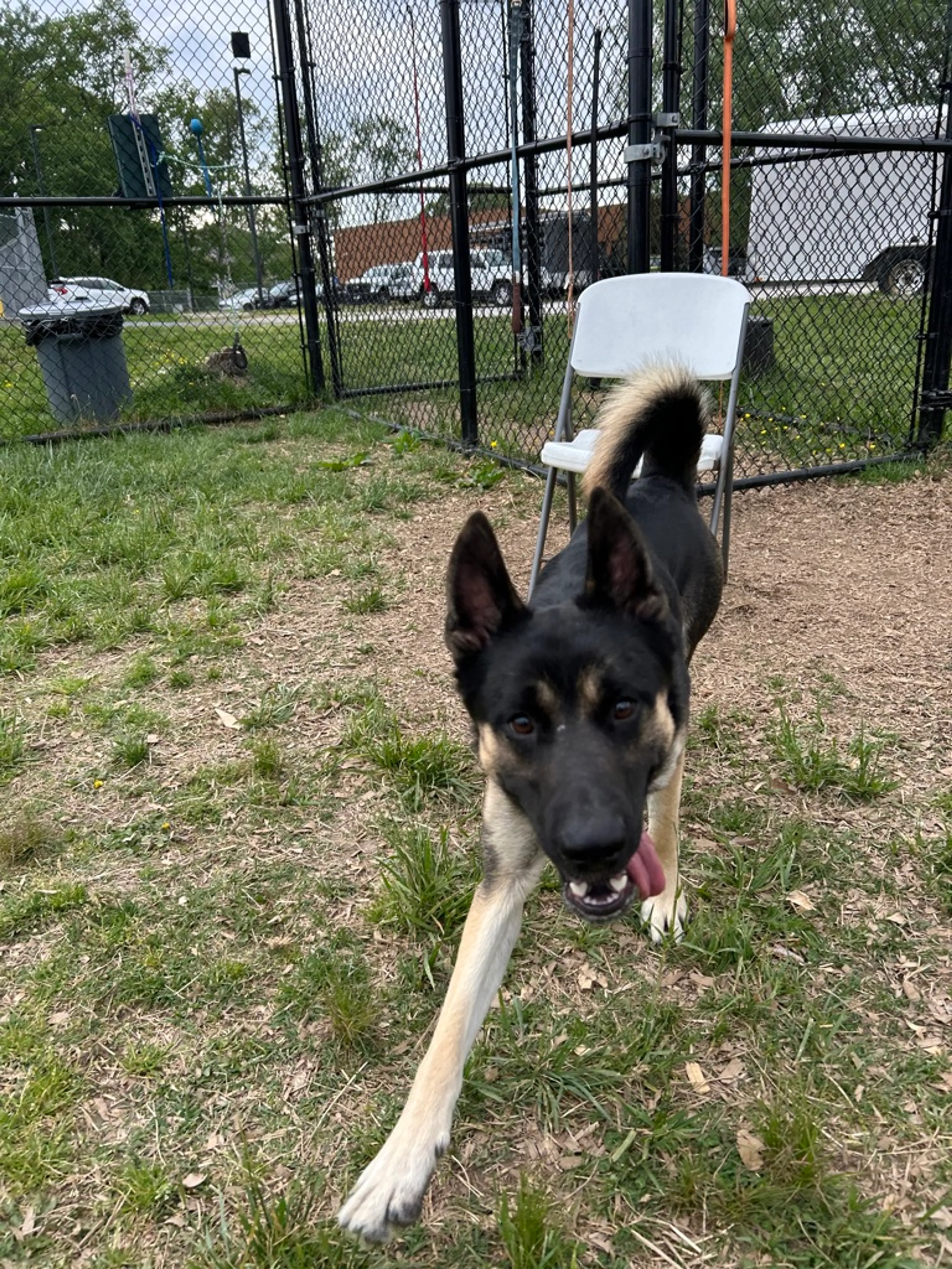 Found pet-11