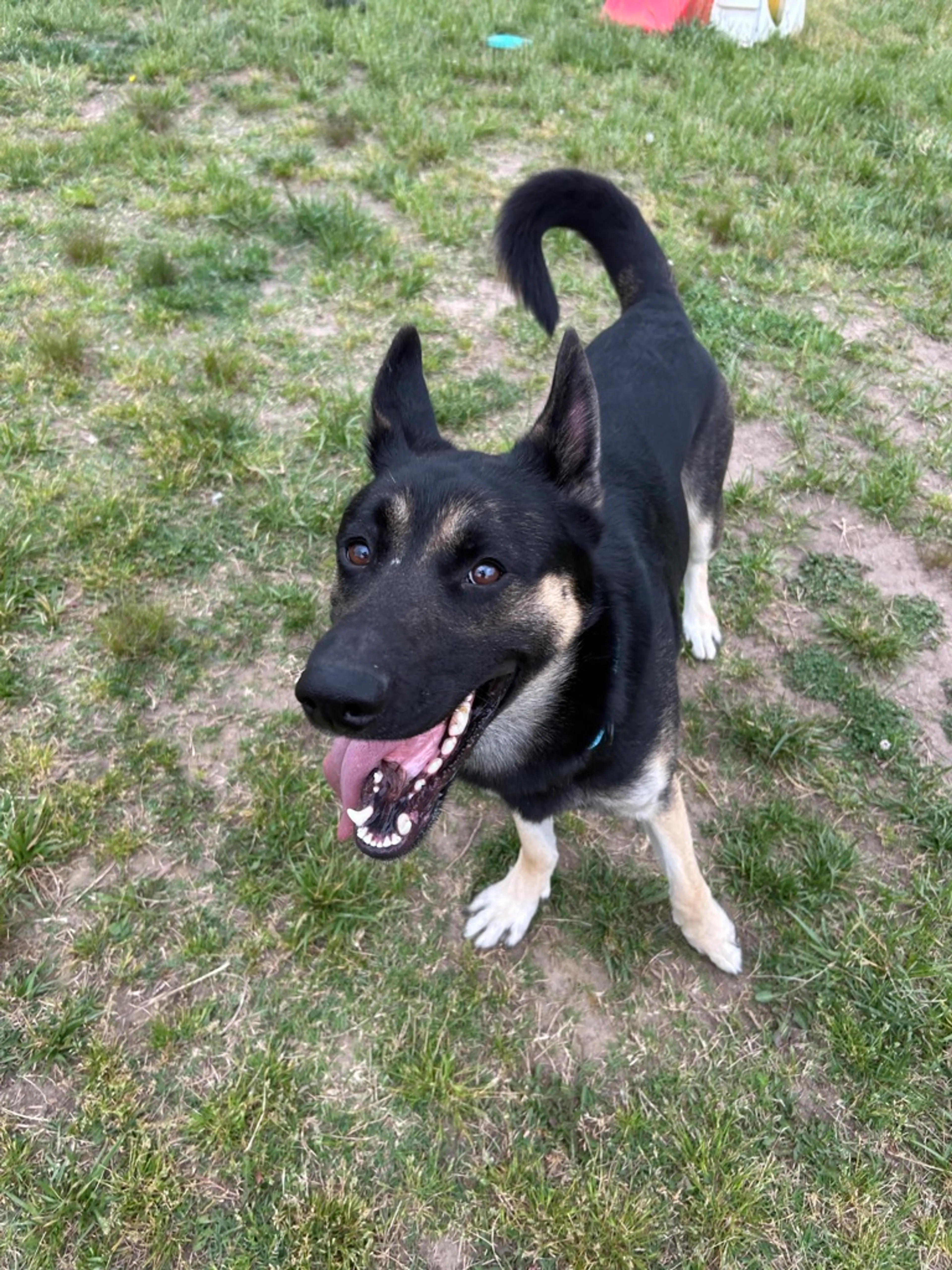 Found pet-3
