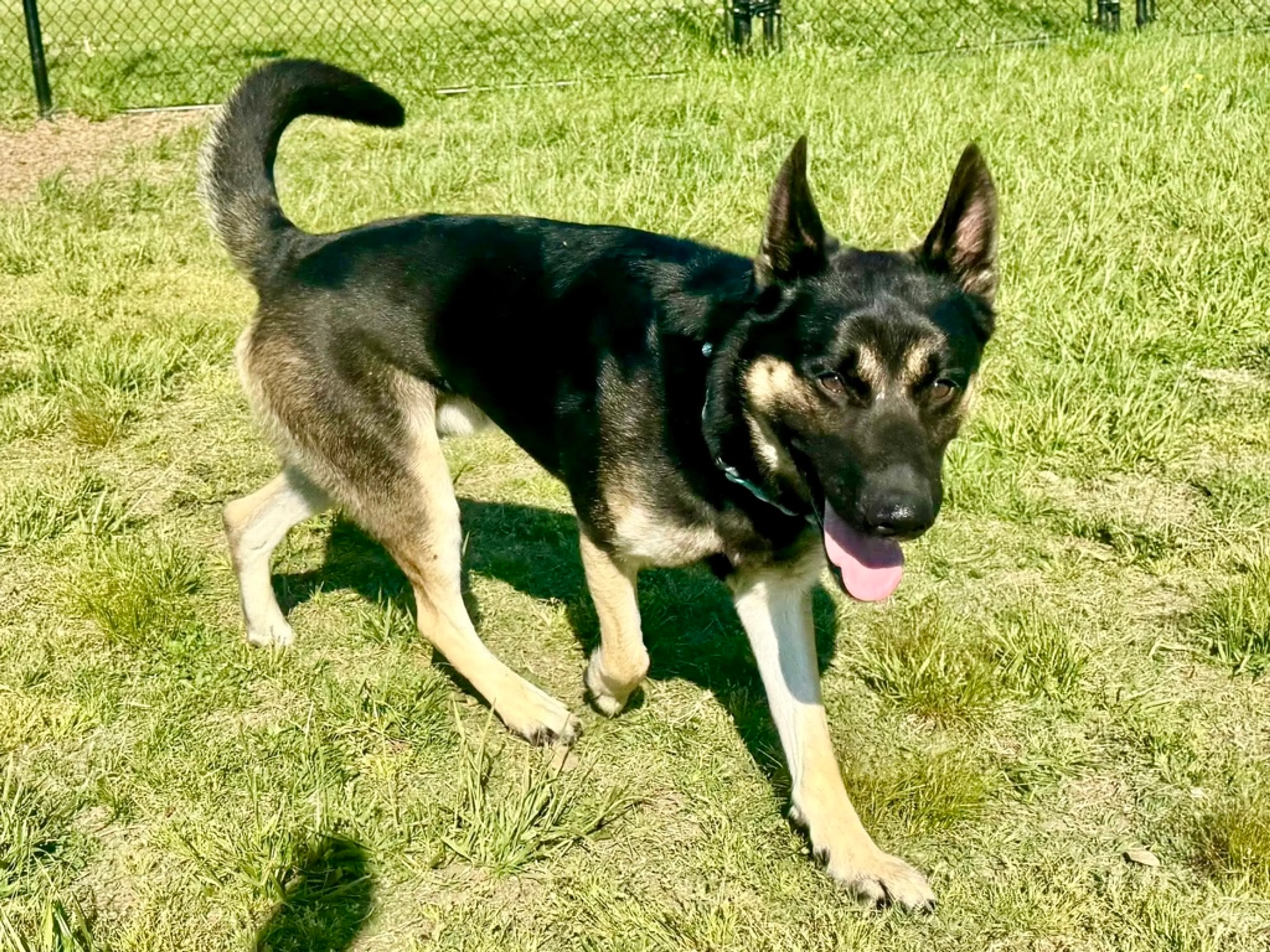 Found pet-1
