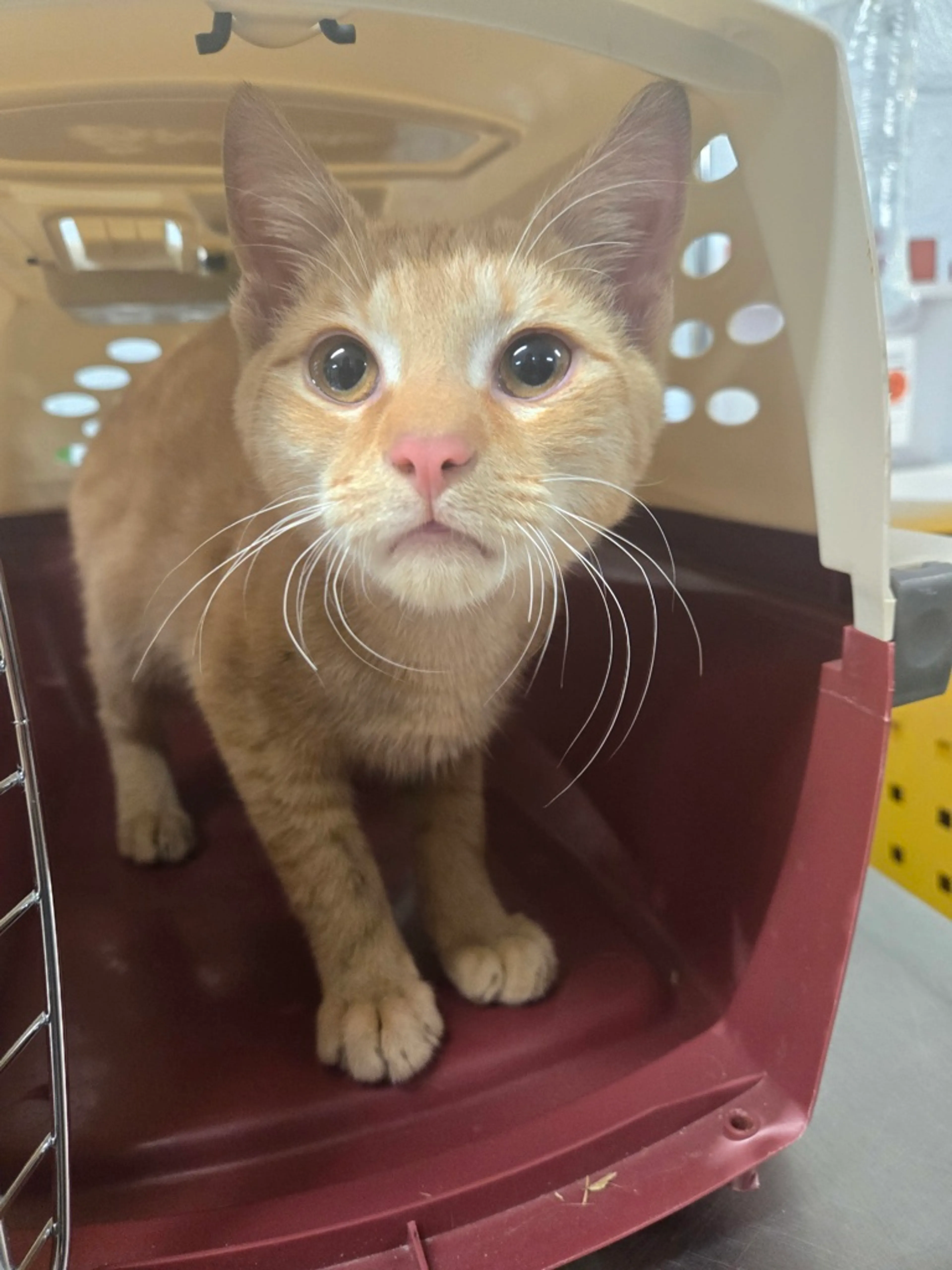 Found pet