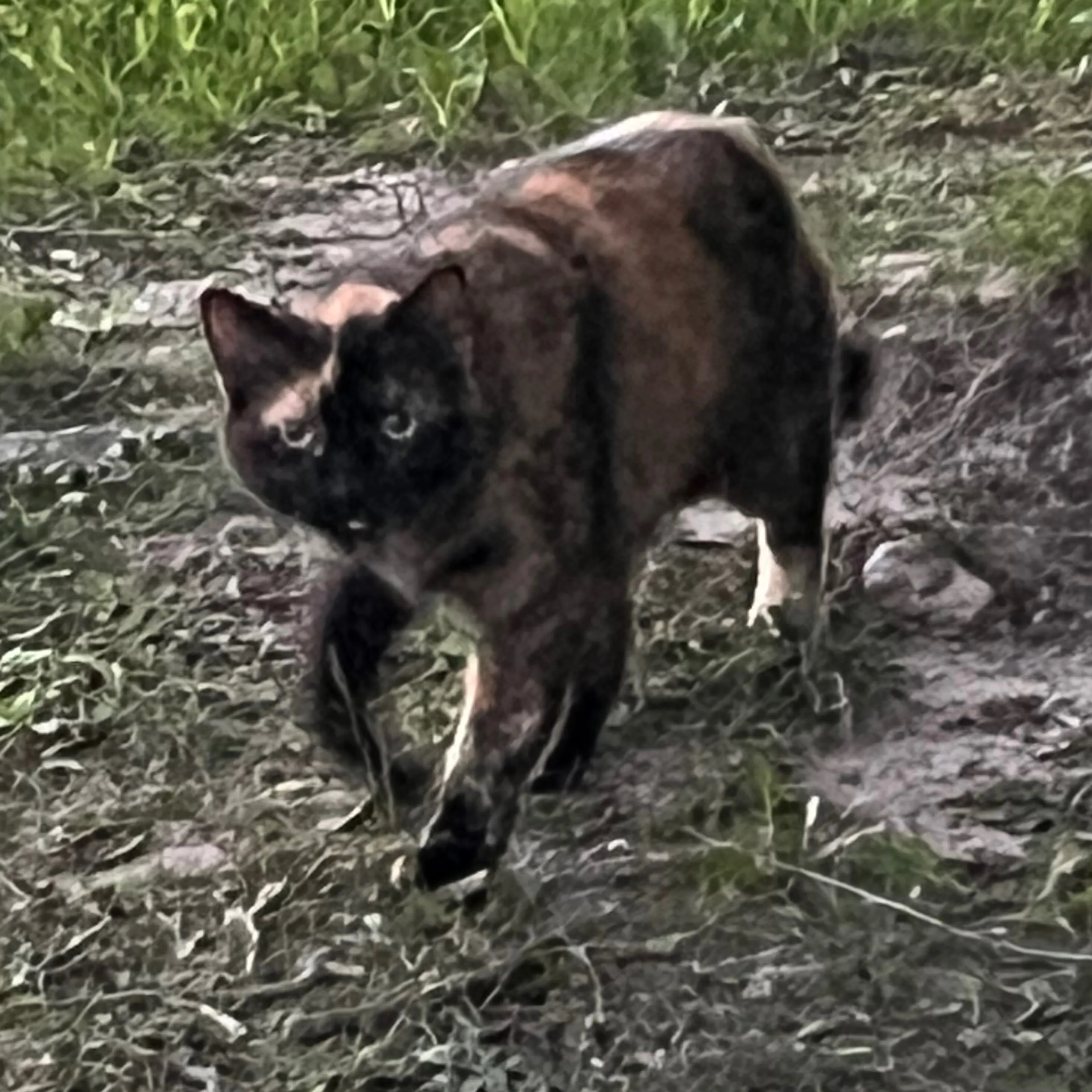 Found pet-1