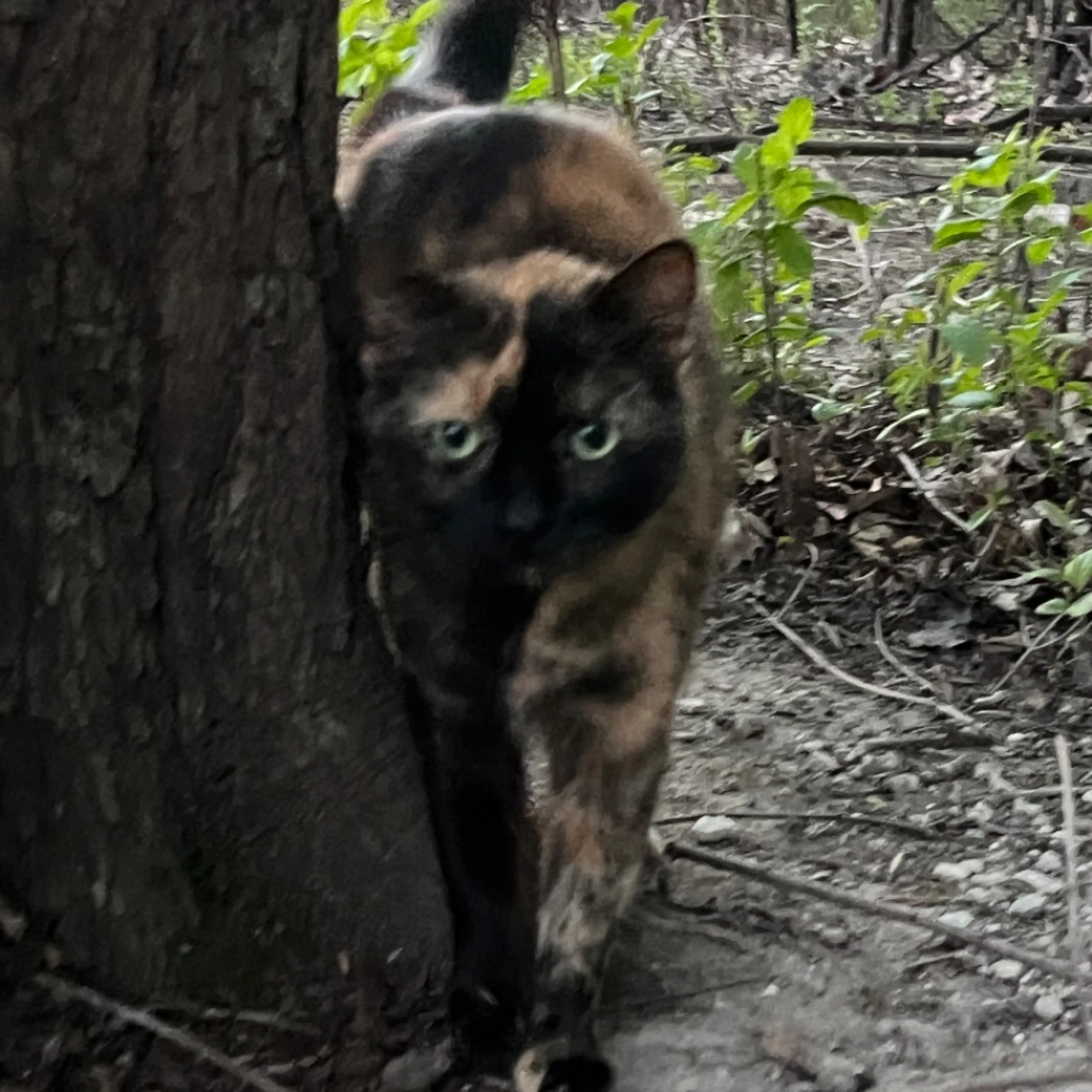 Found pet-0