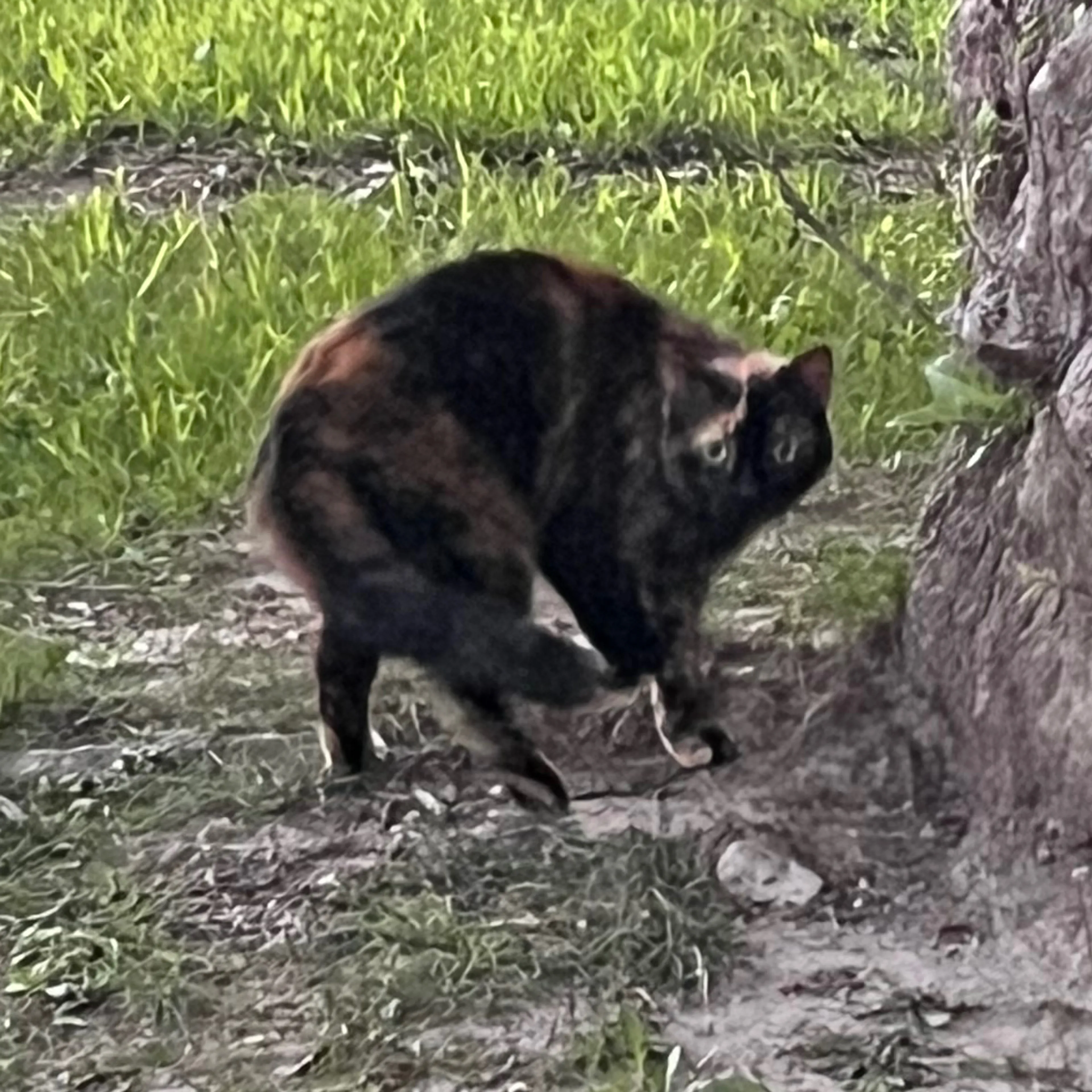 Found pet-2