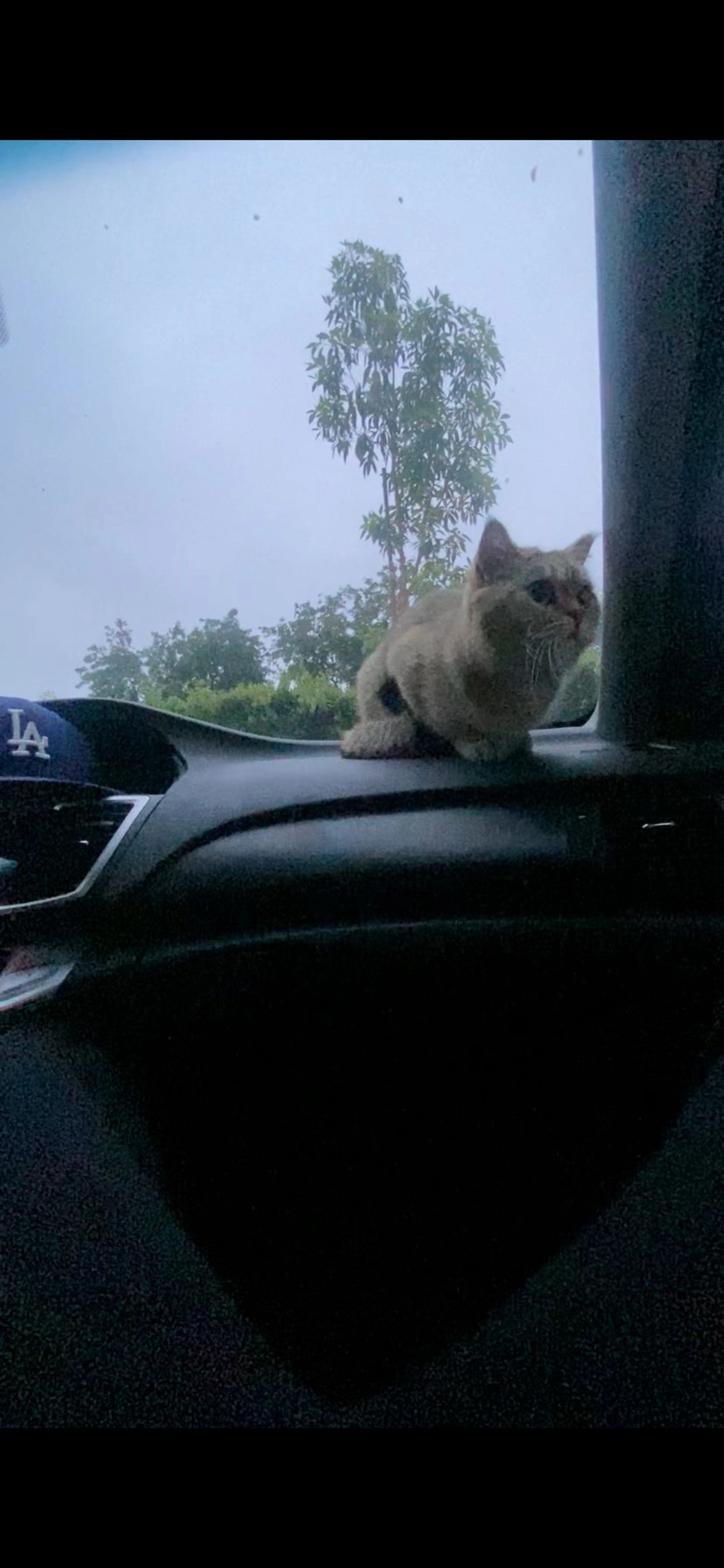 Lost pet-1