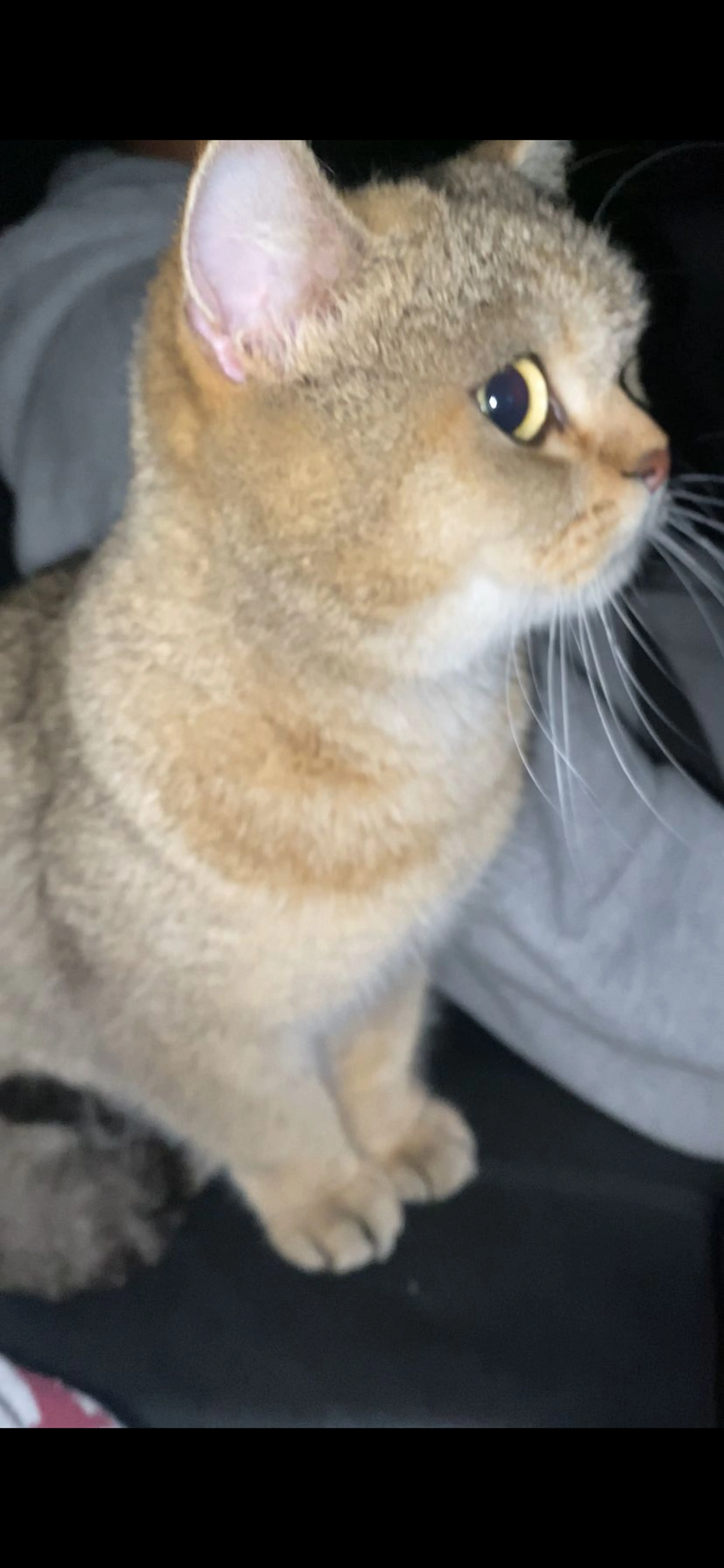 Lost pet-0