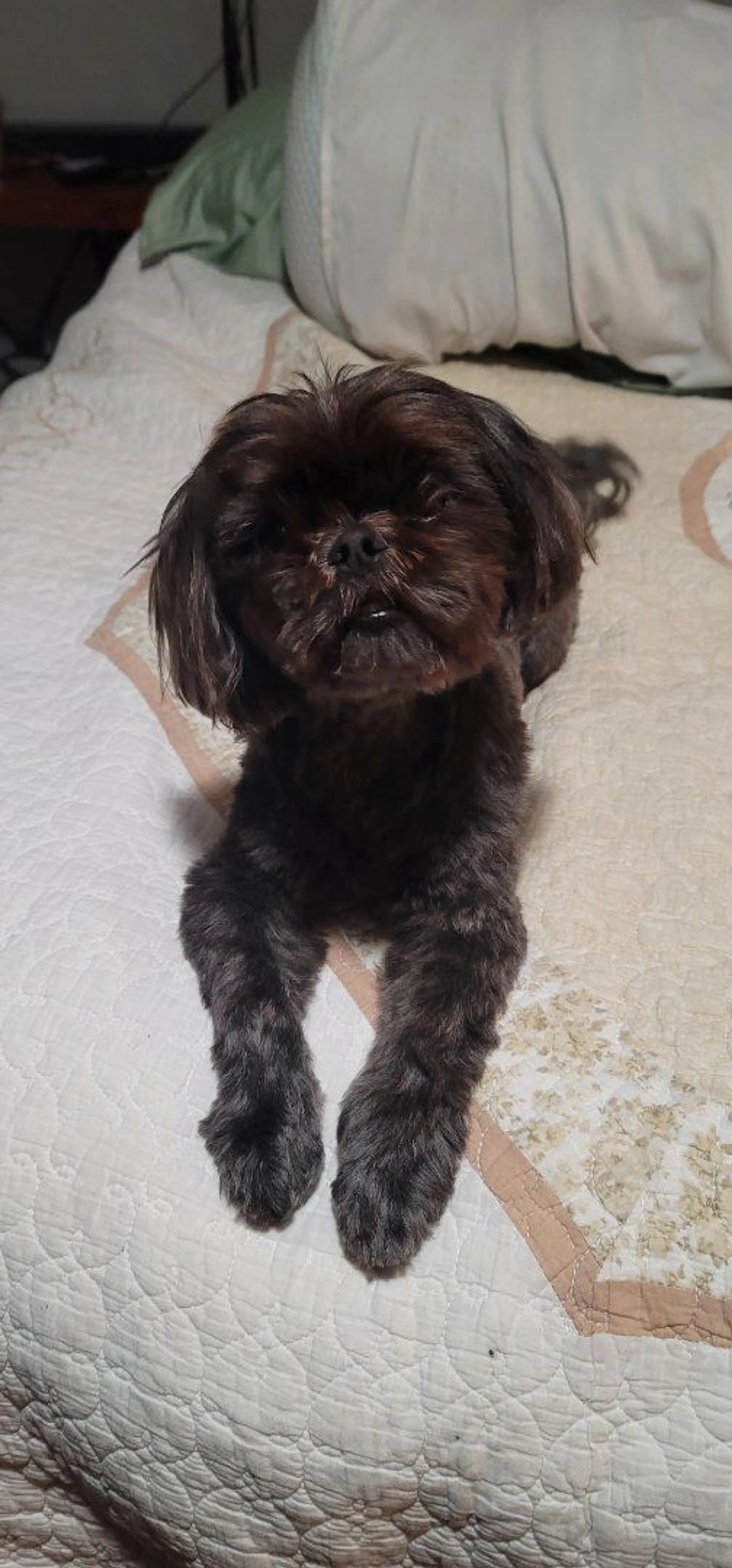 Lost pet-2