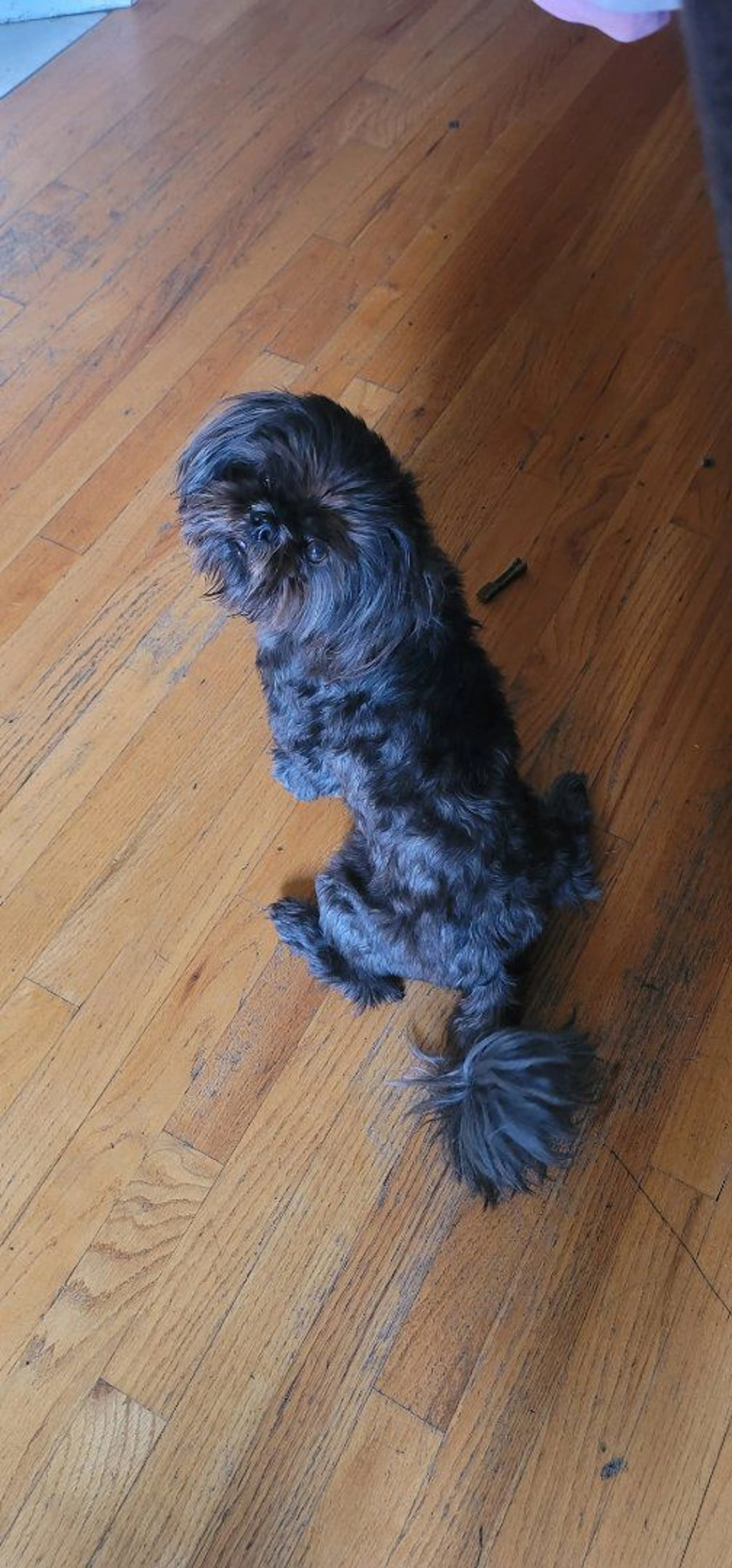 Lost pet-1