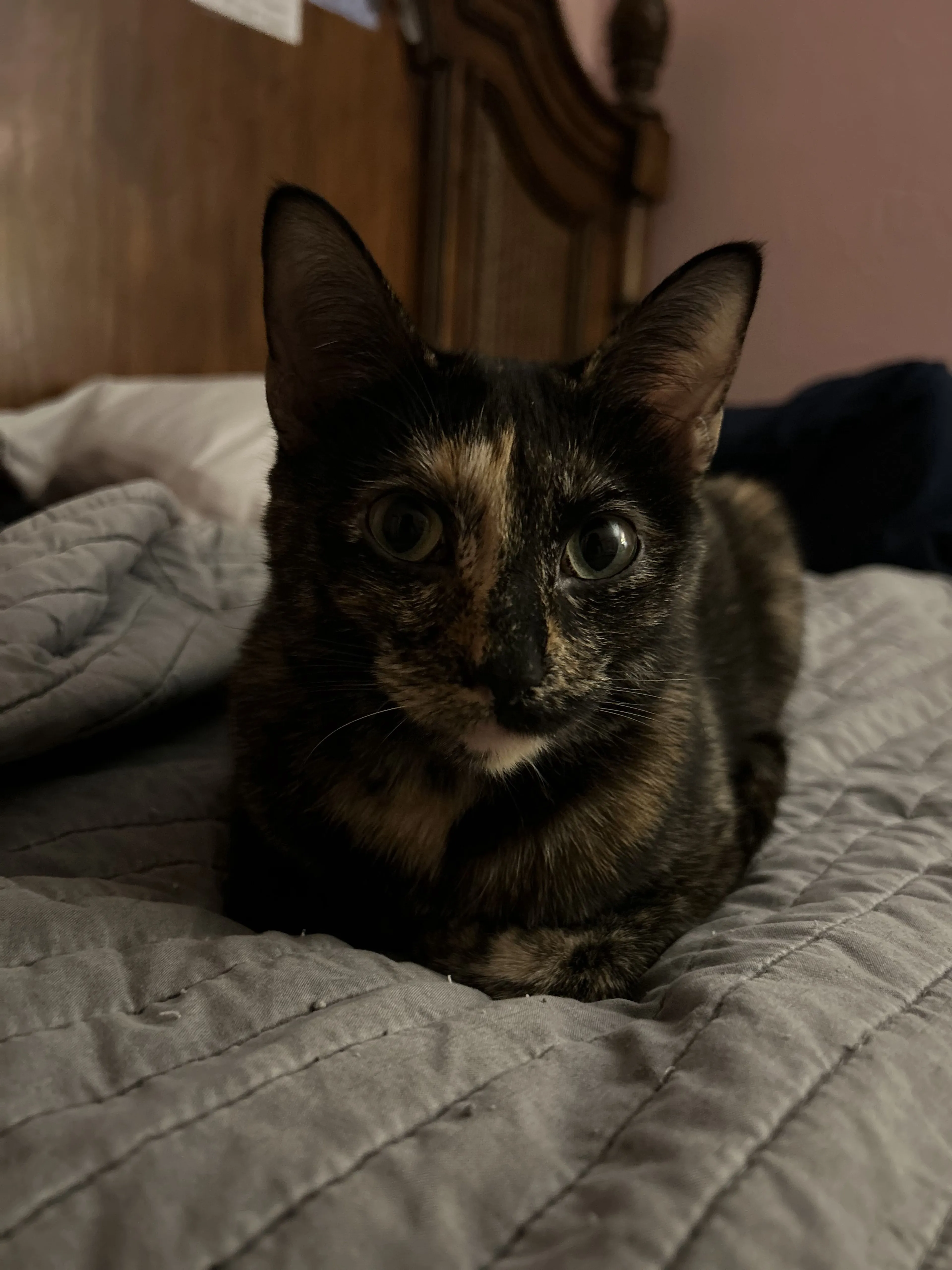 Lost pet-0