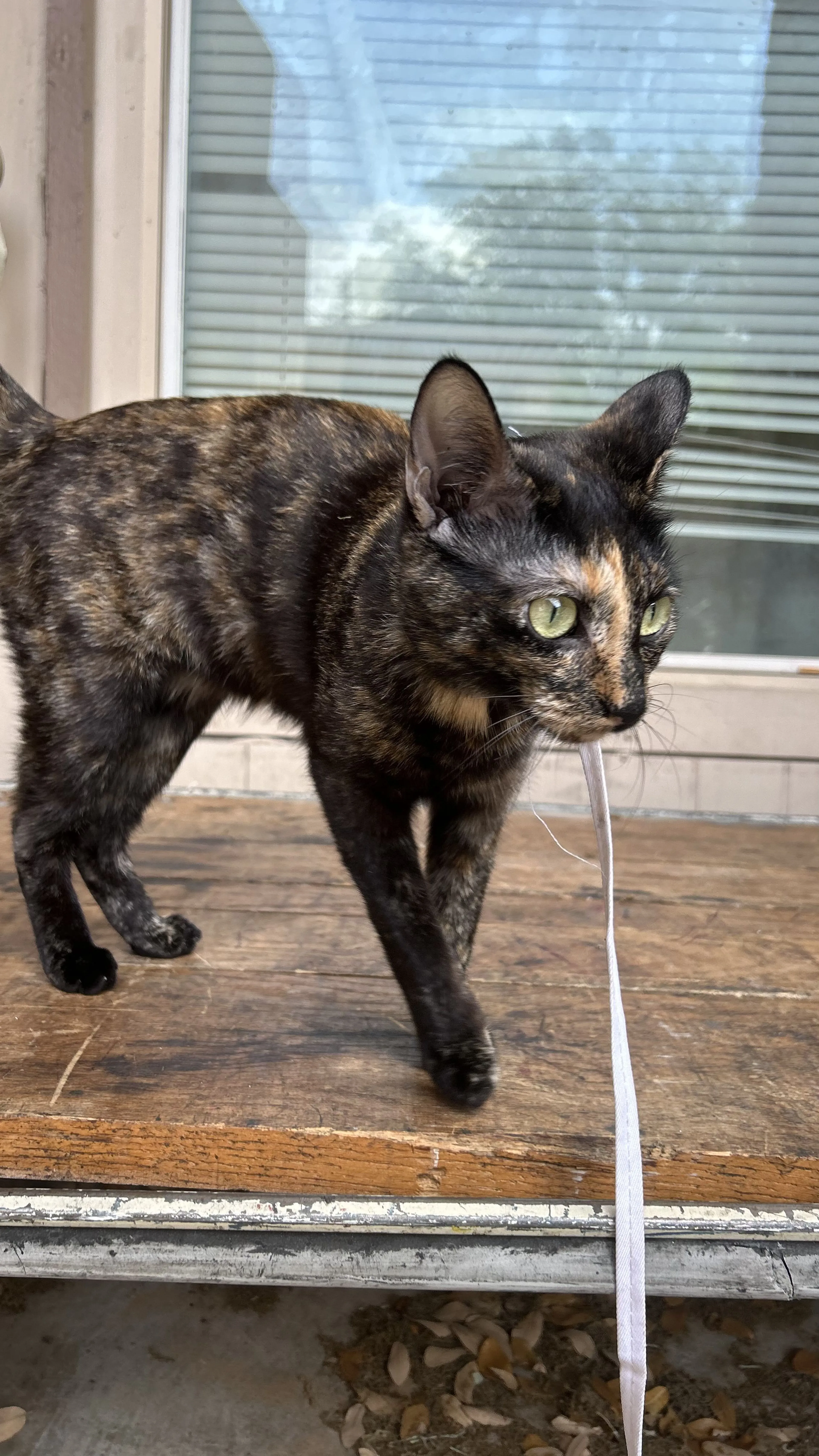 Lost pet-2