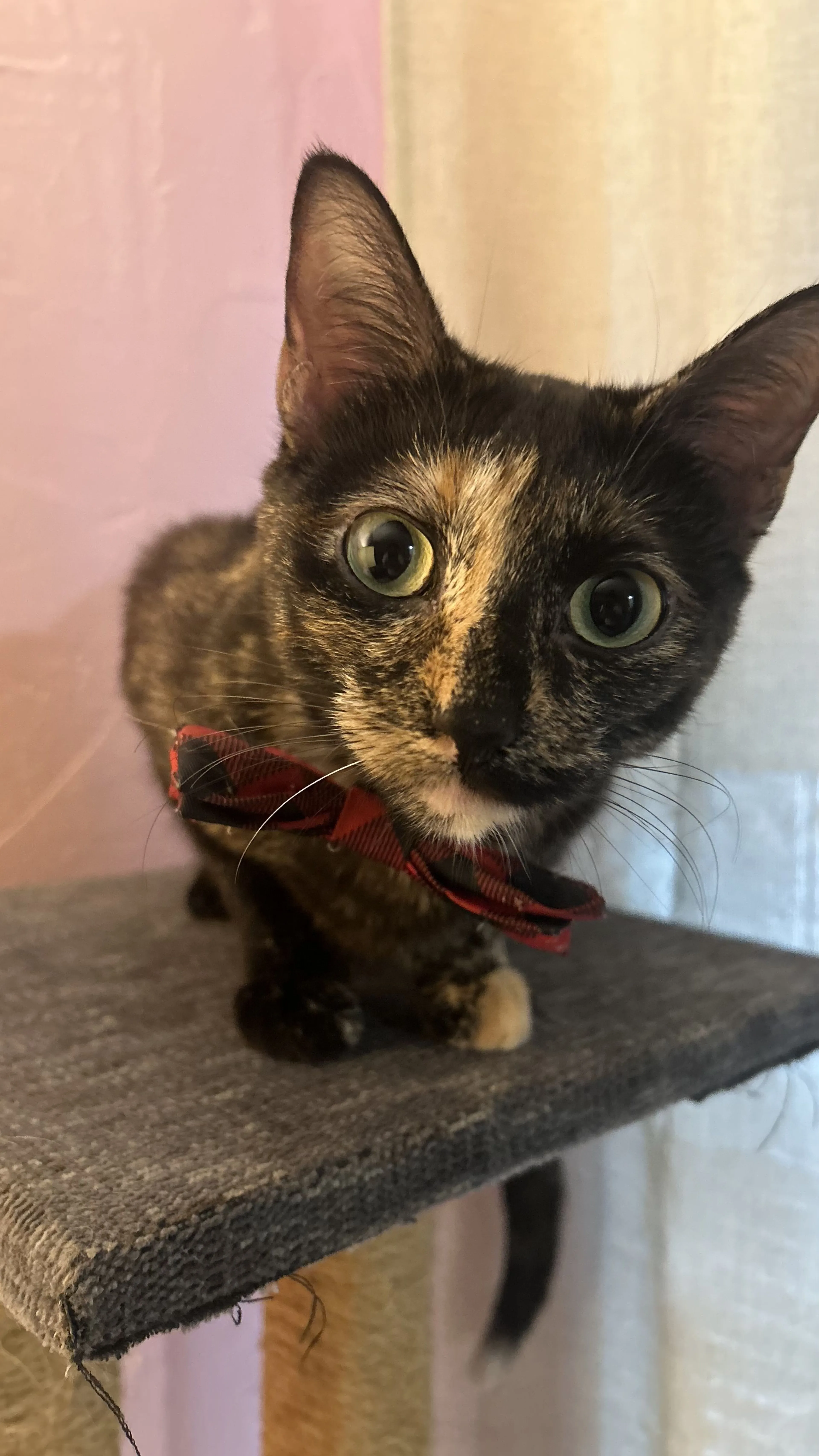 Lost pet-1