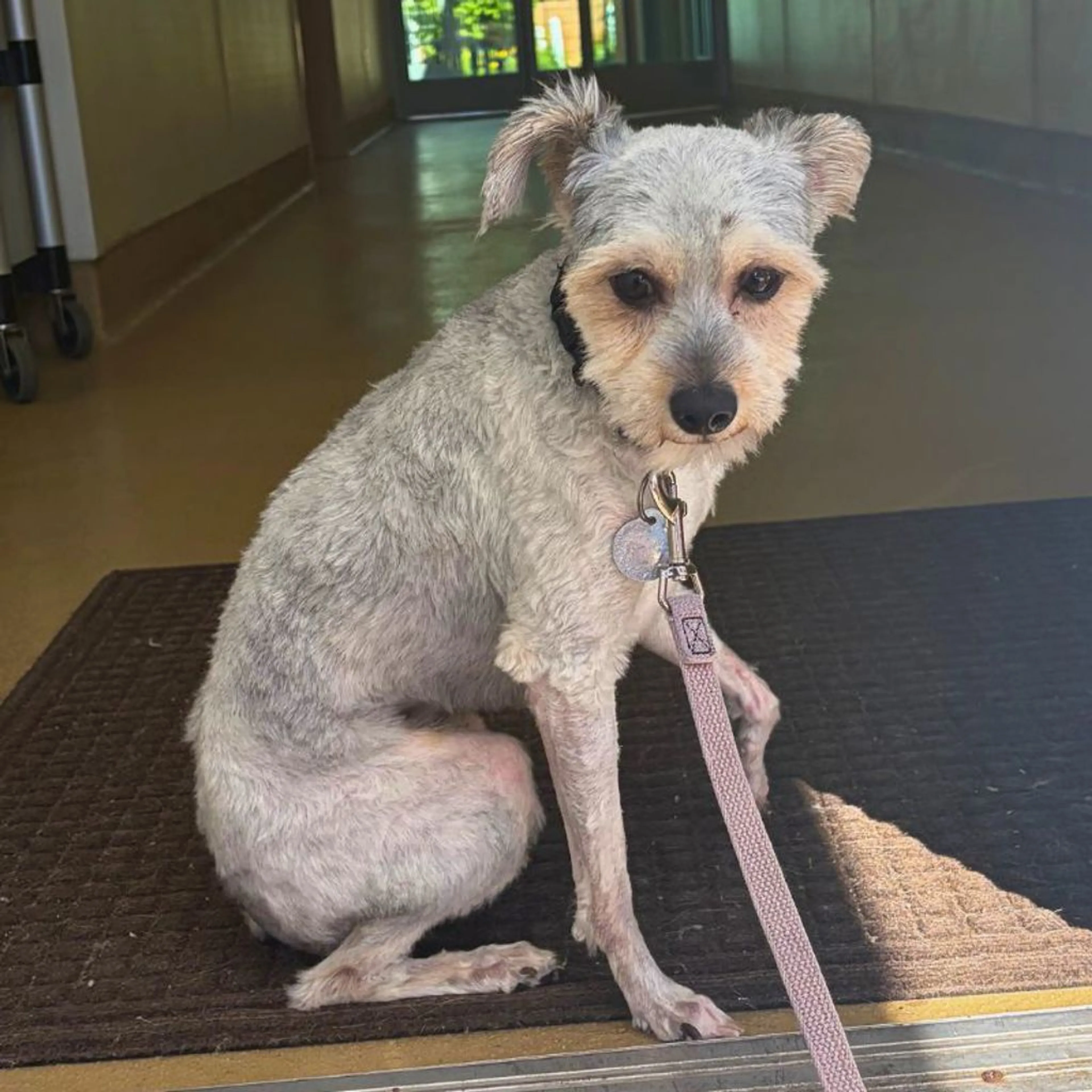 Found pet