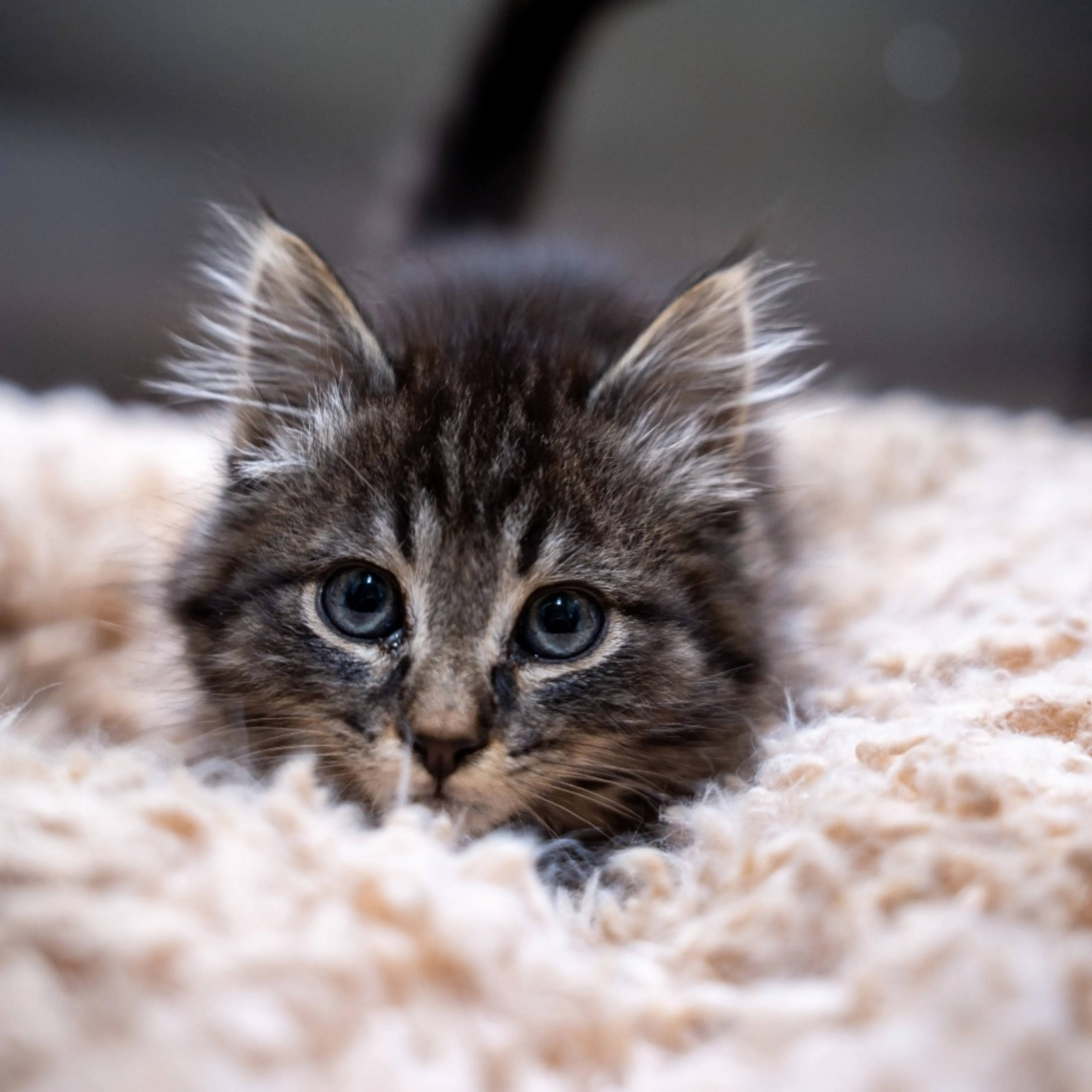 Found pet-0