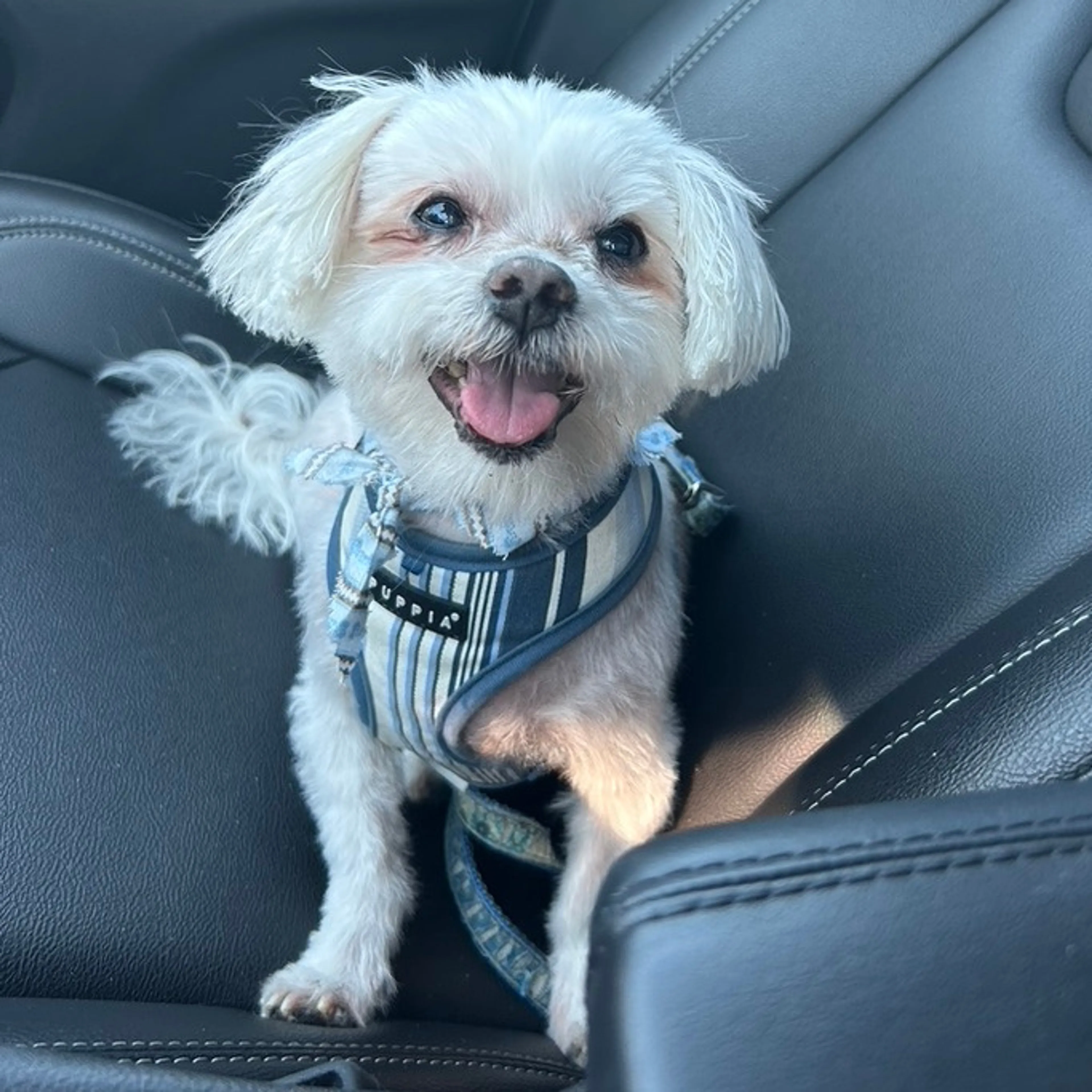 Found pet-1