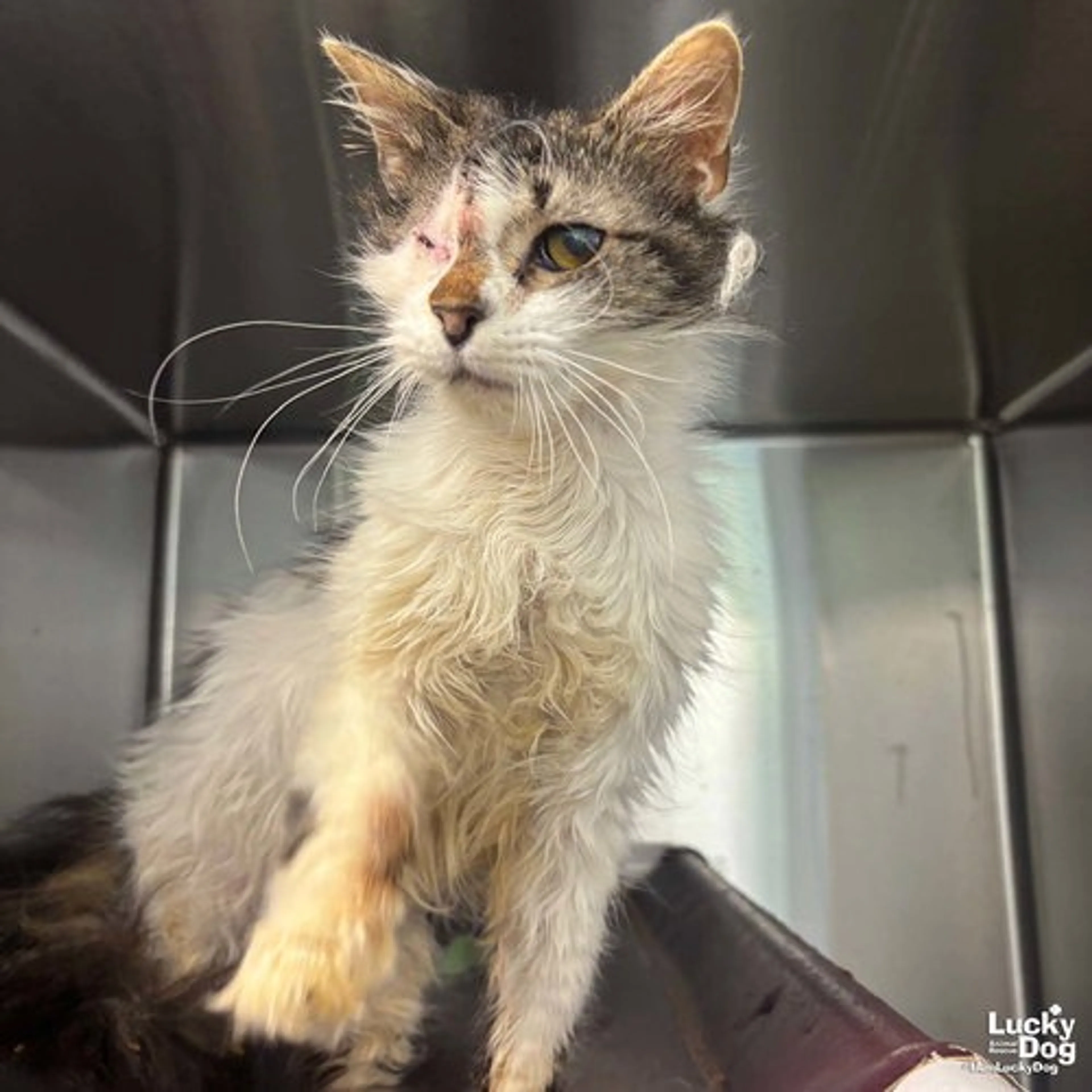 Found pet-3