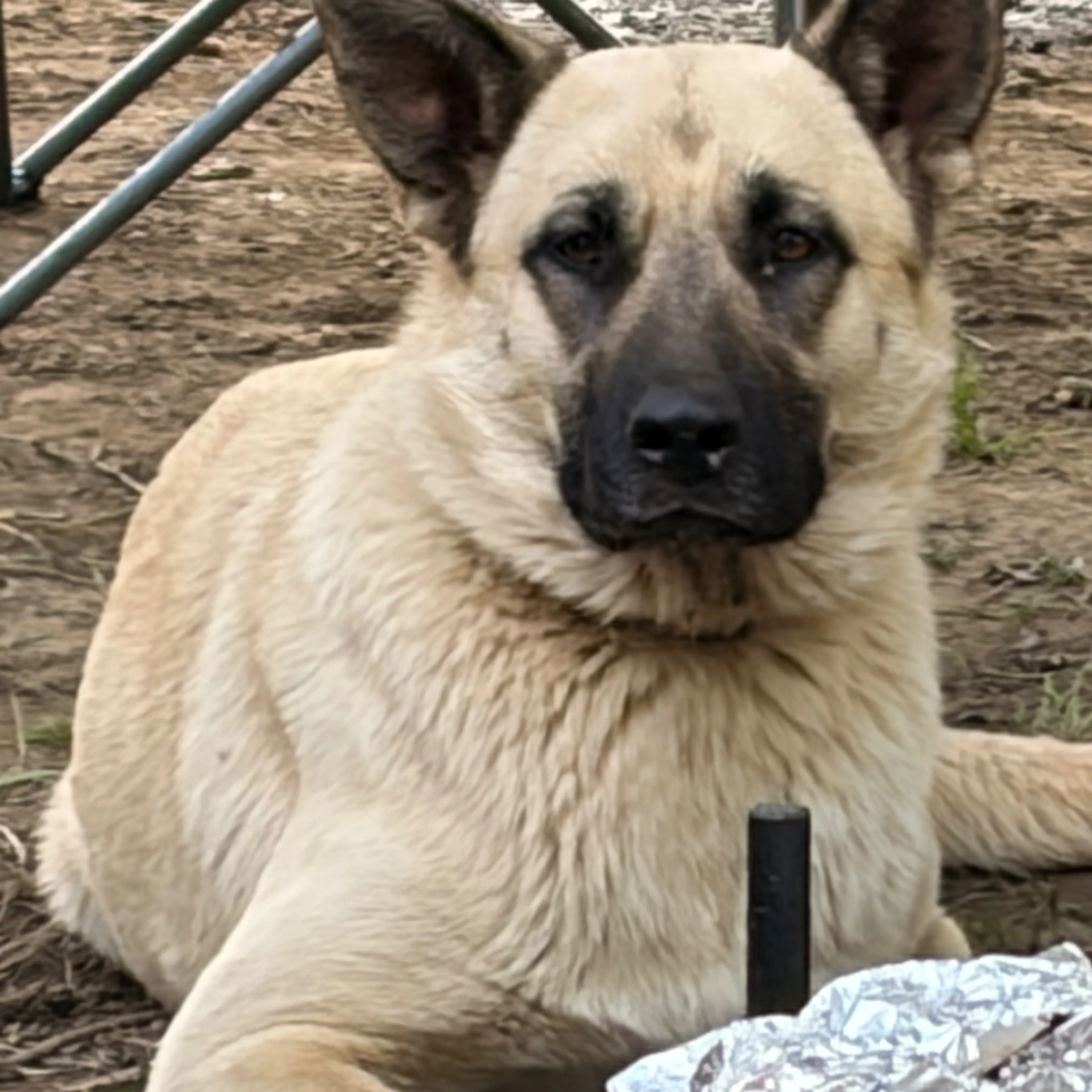 Lost pet
