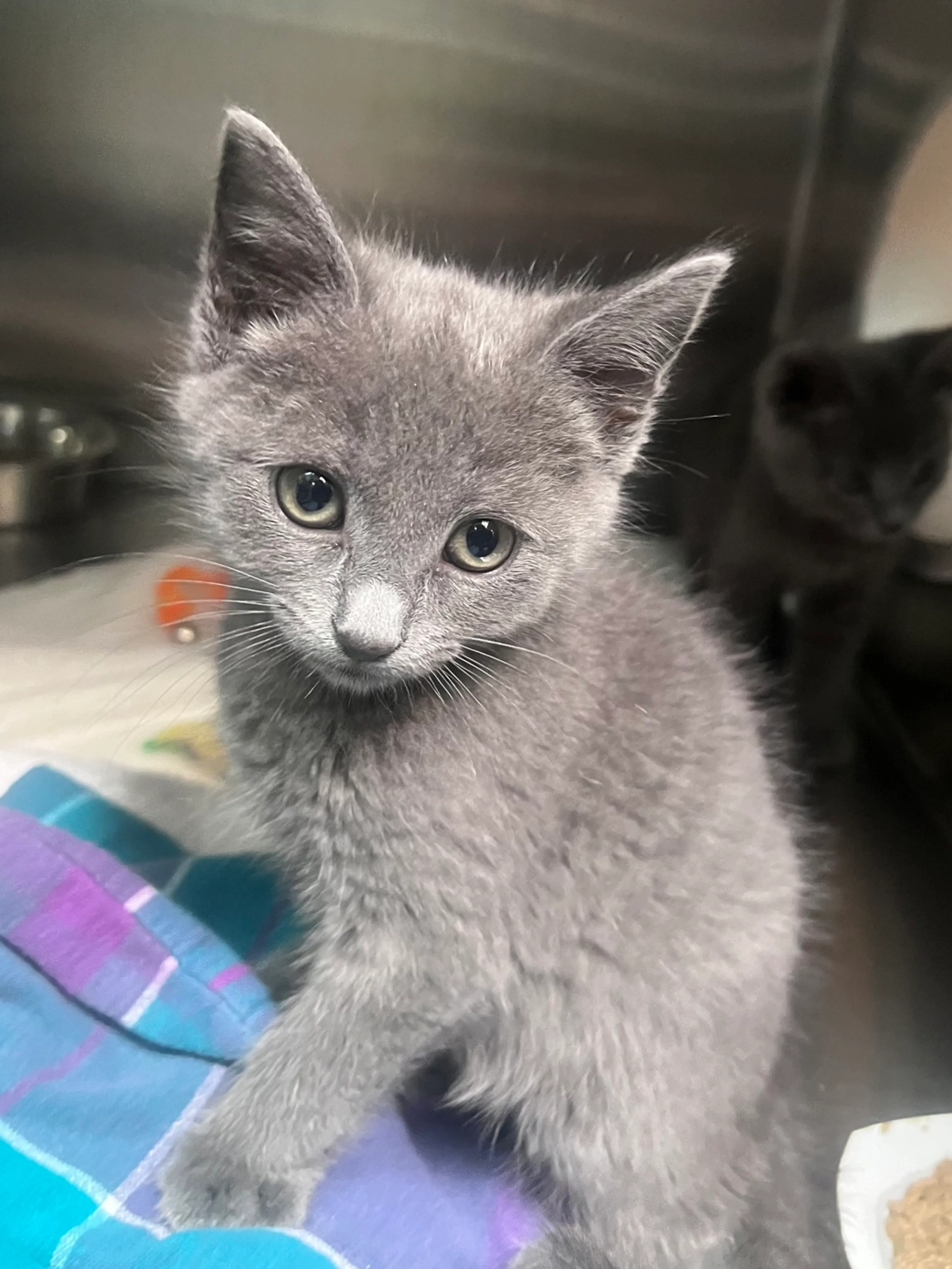 Found pet
