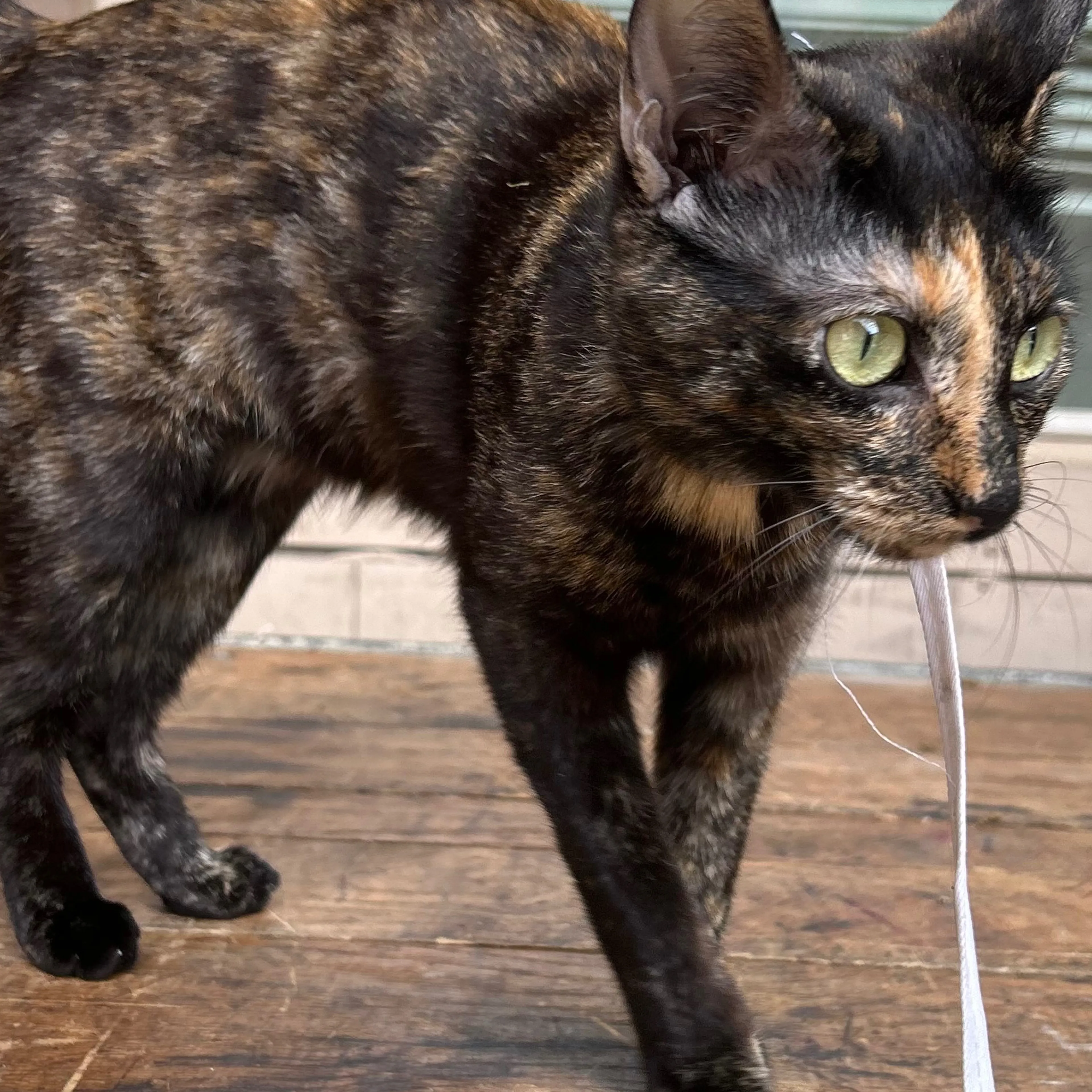 Lost pet-1