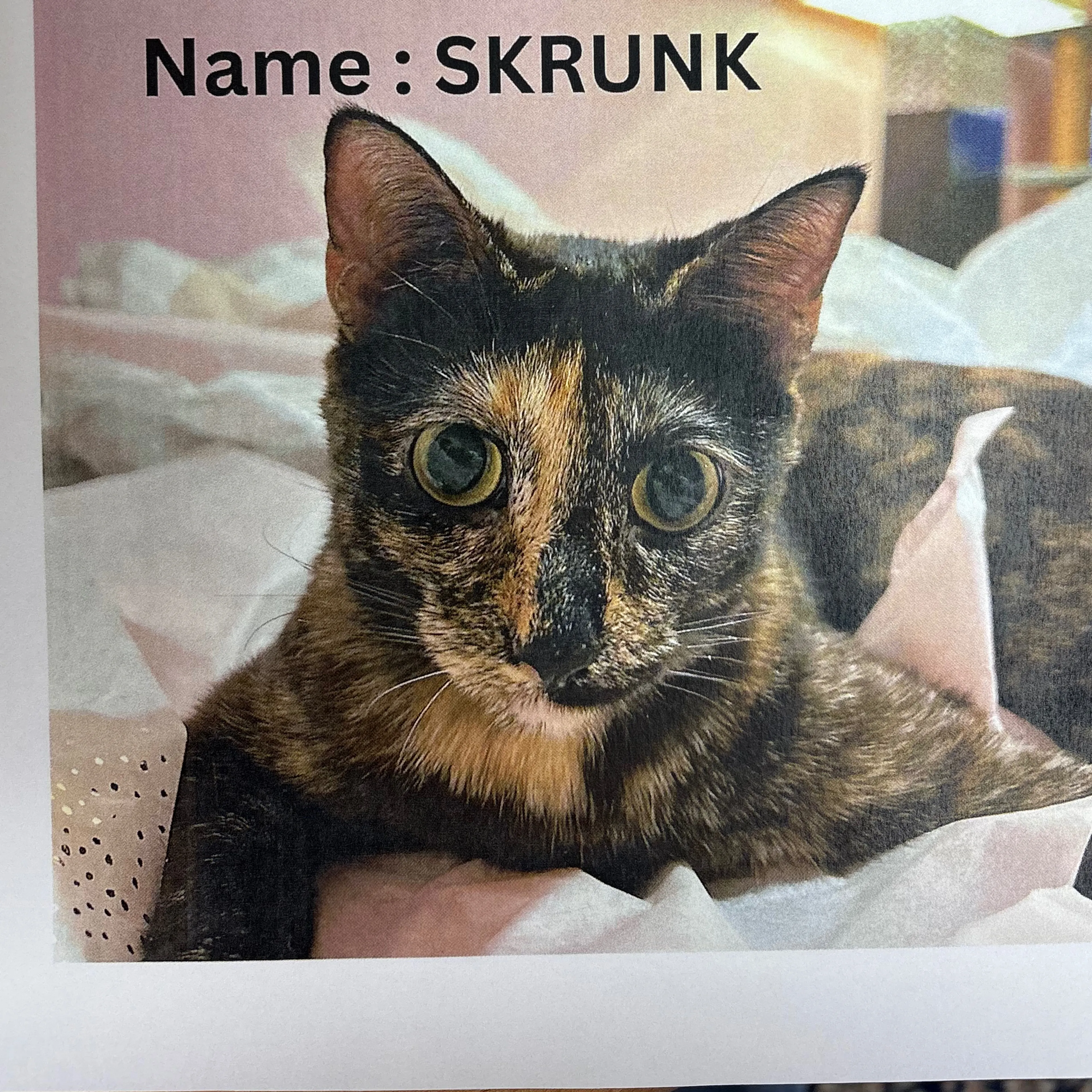 Lost pet-2