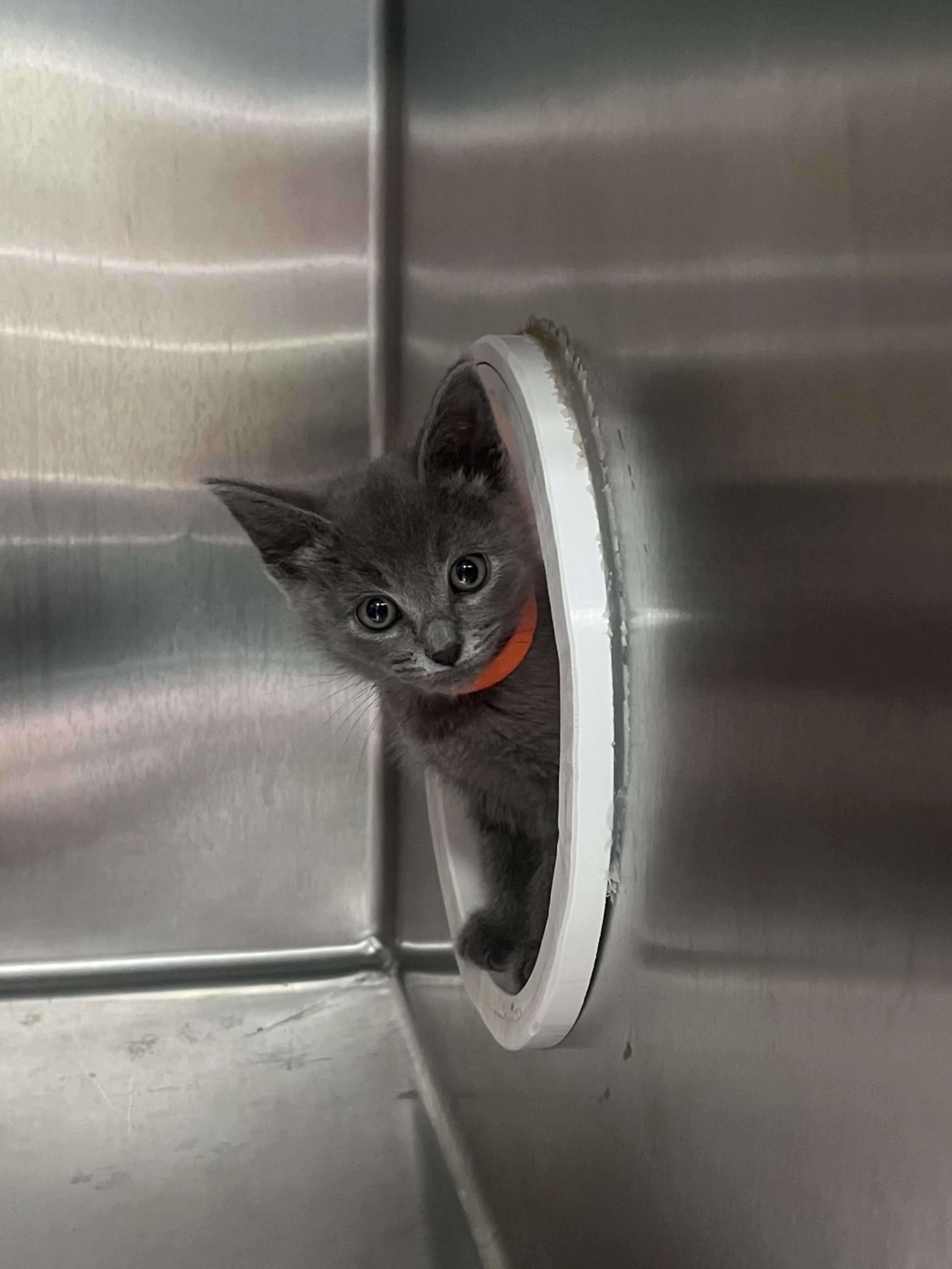Found pet