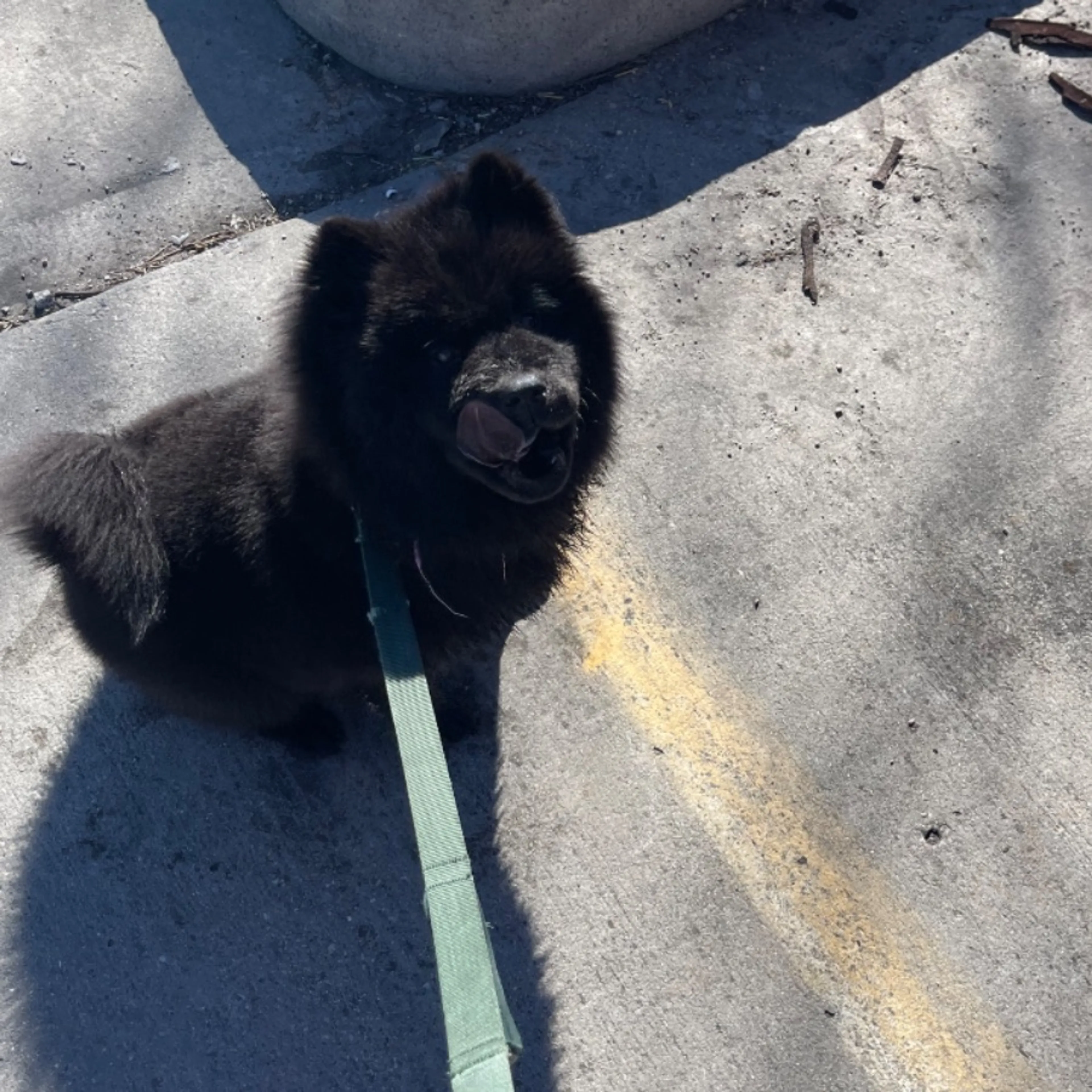 Lost pet