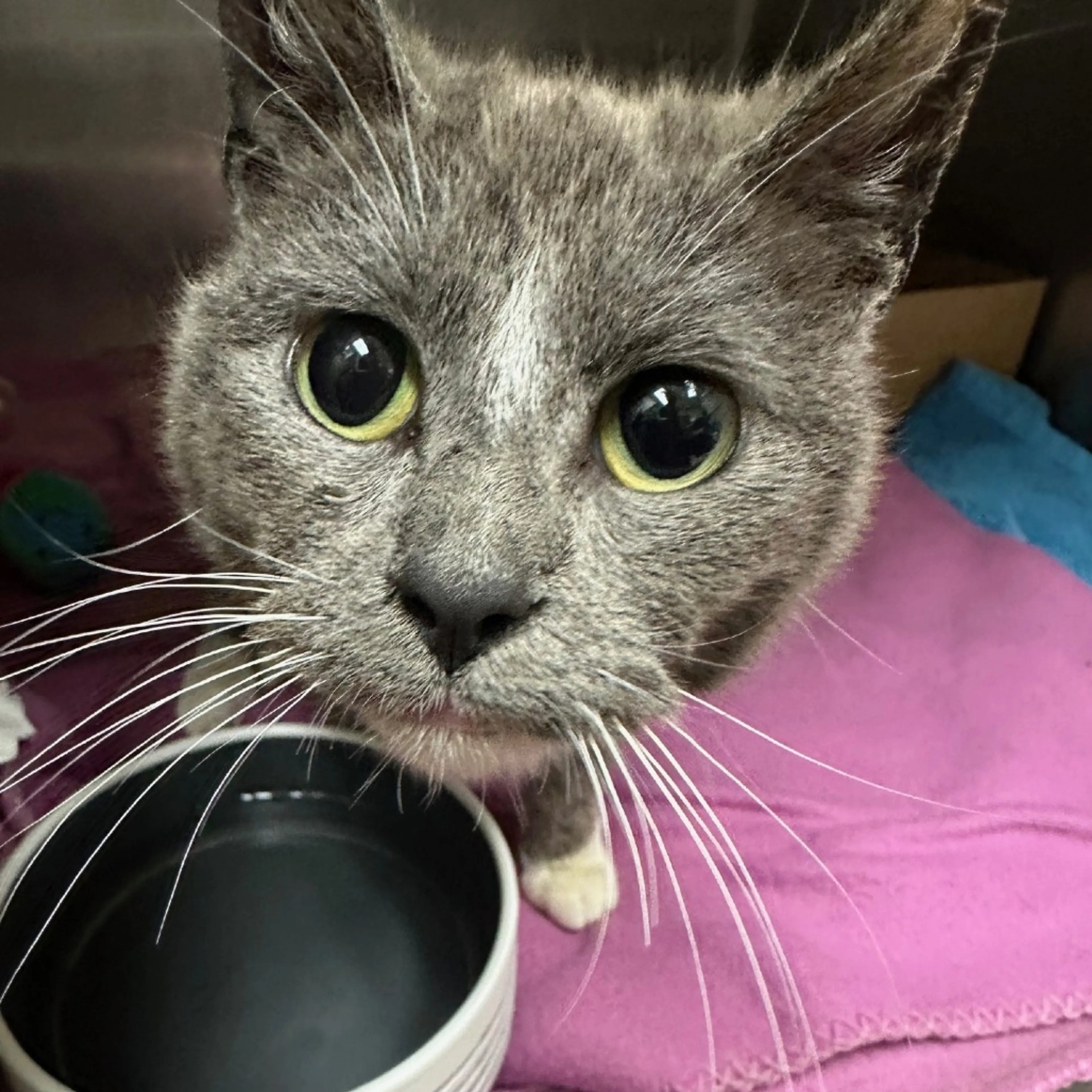 Found pet-1