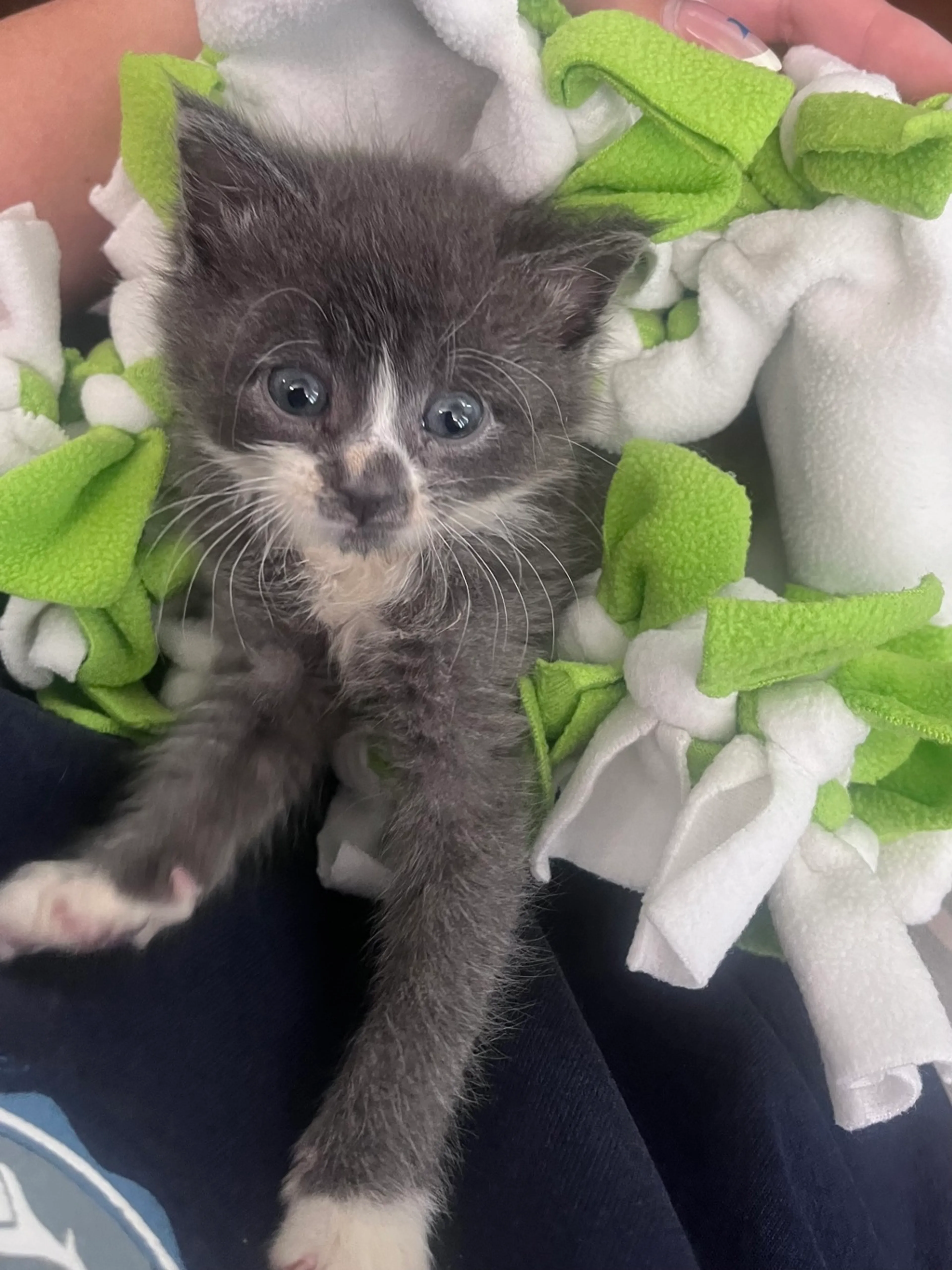 Found pet