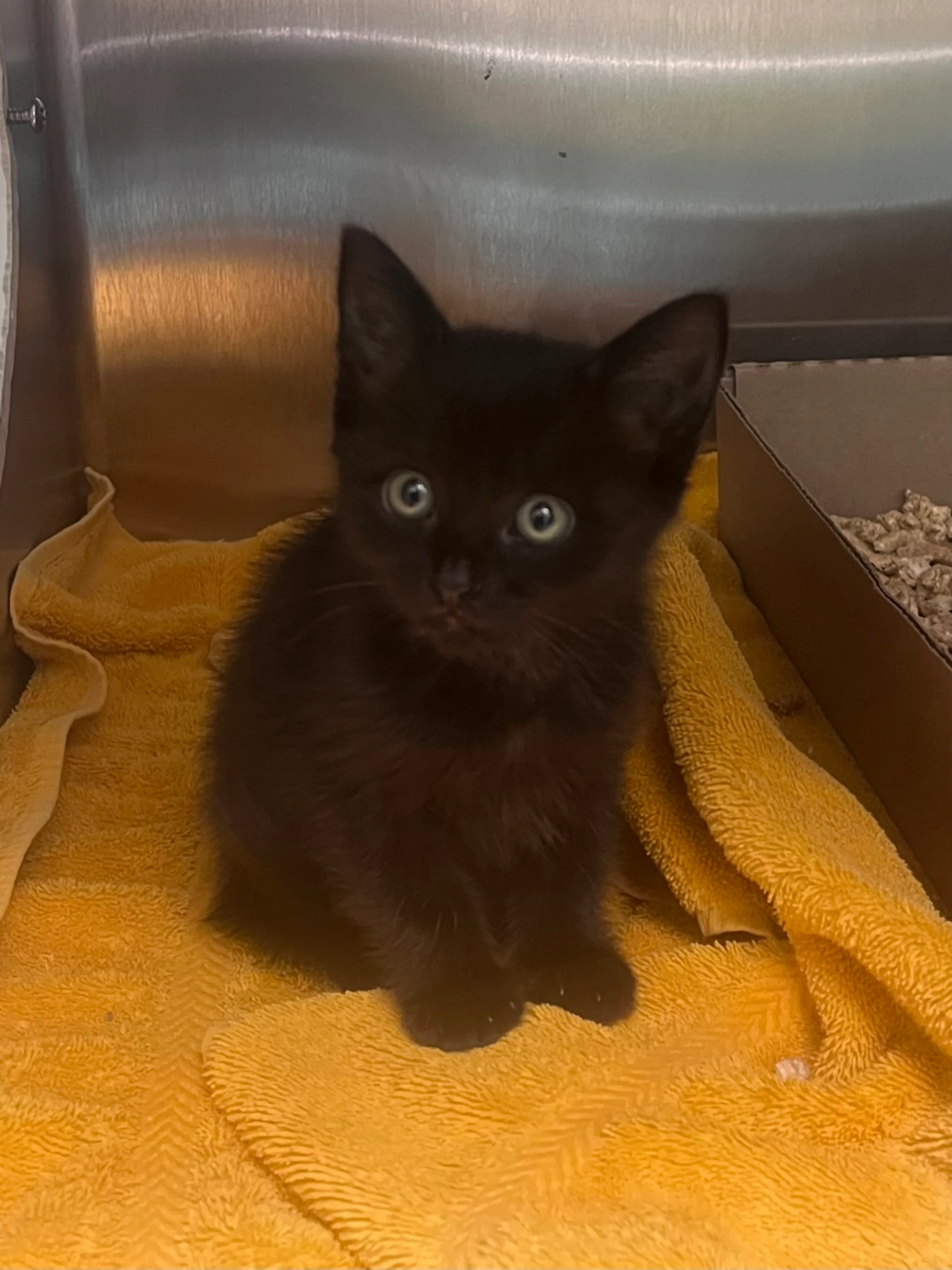 Found pet