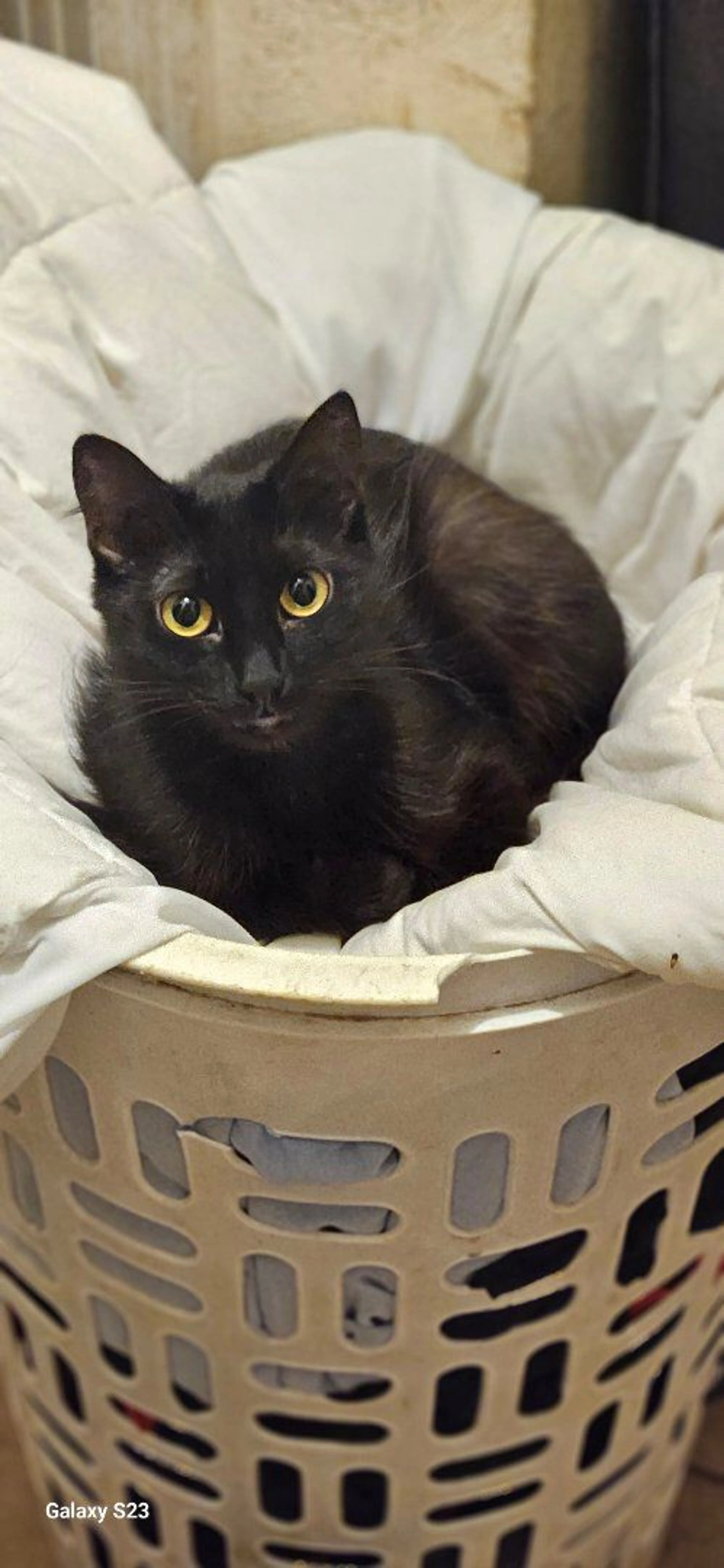 Lost pet