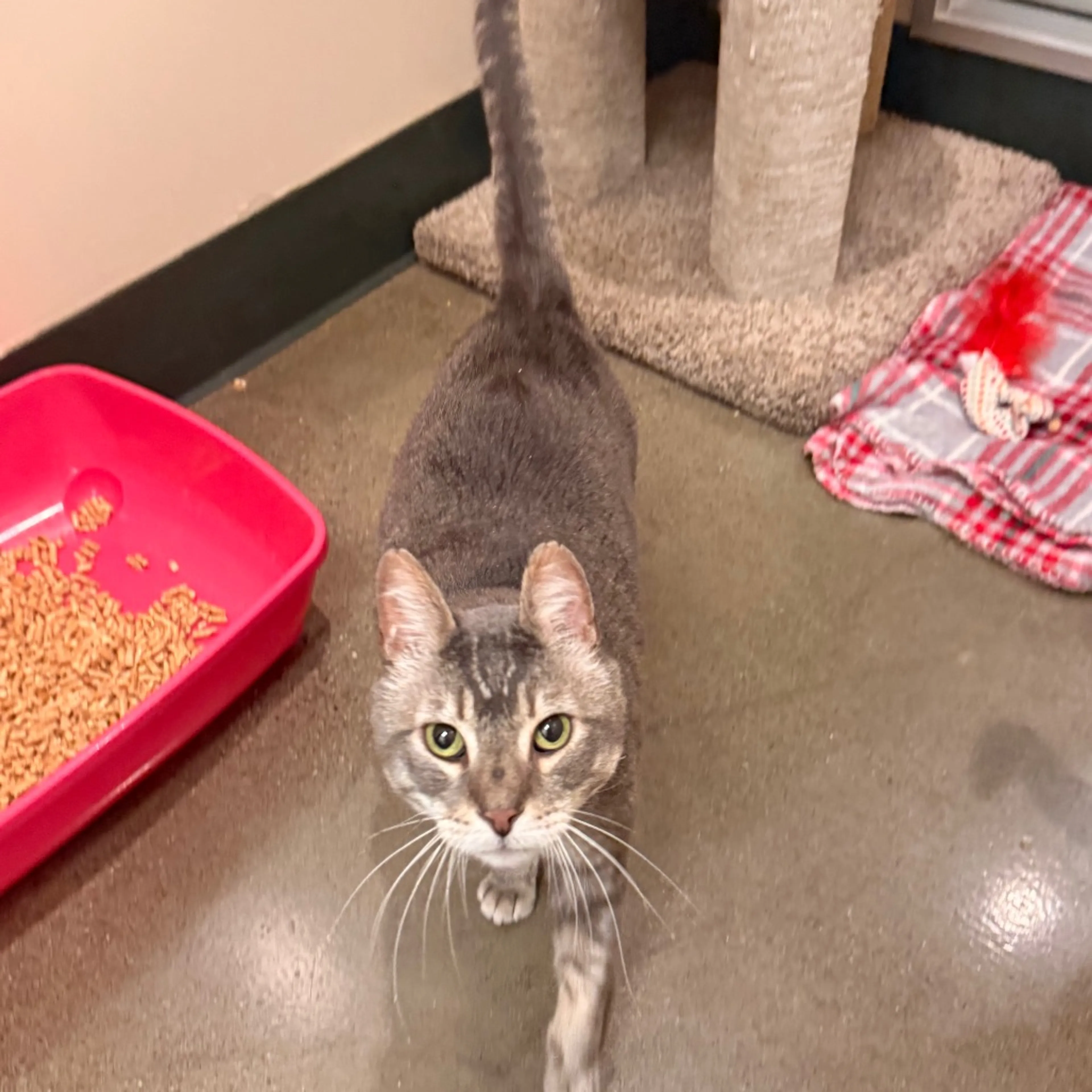 Found pet-3