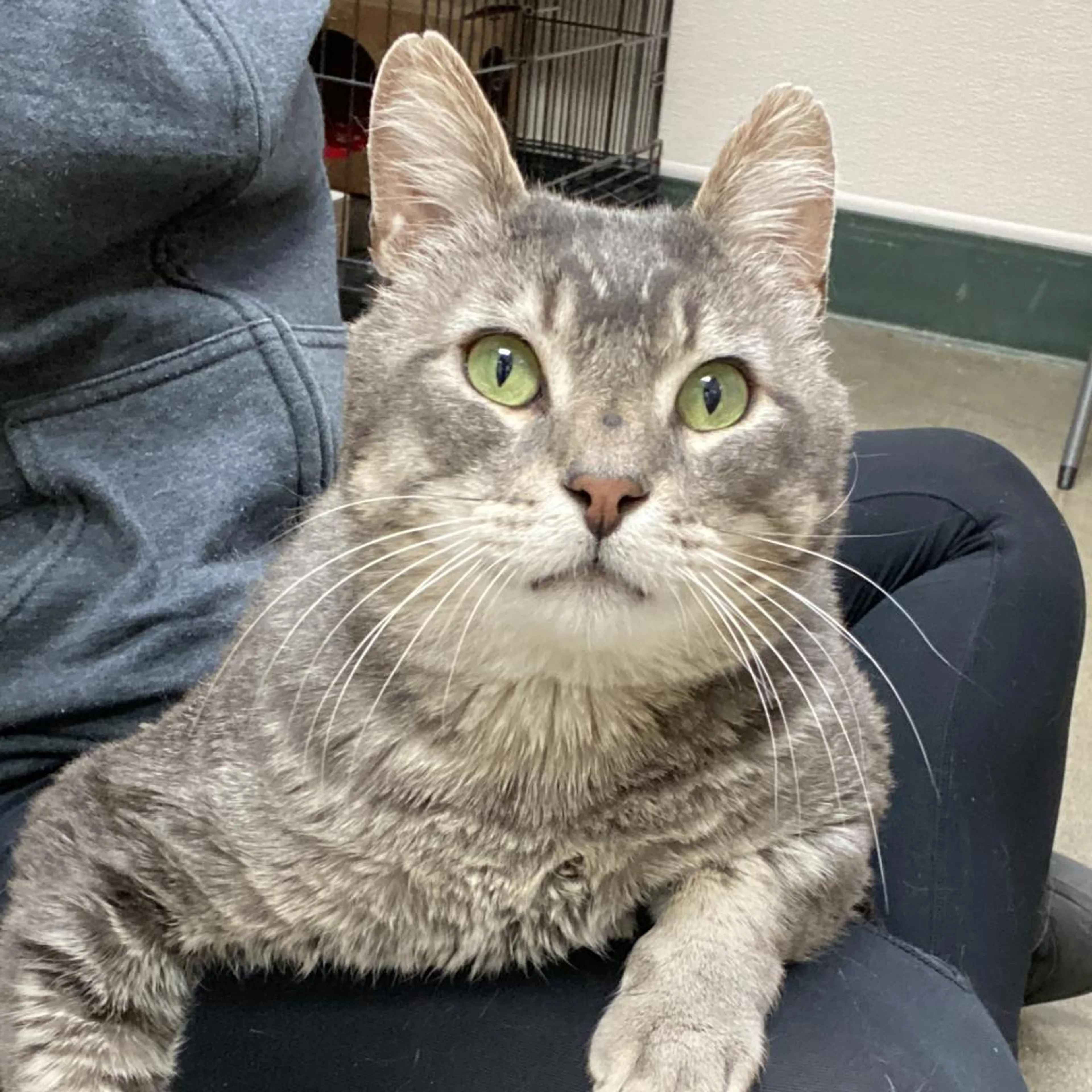 Found pet-1