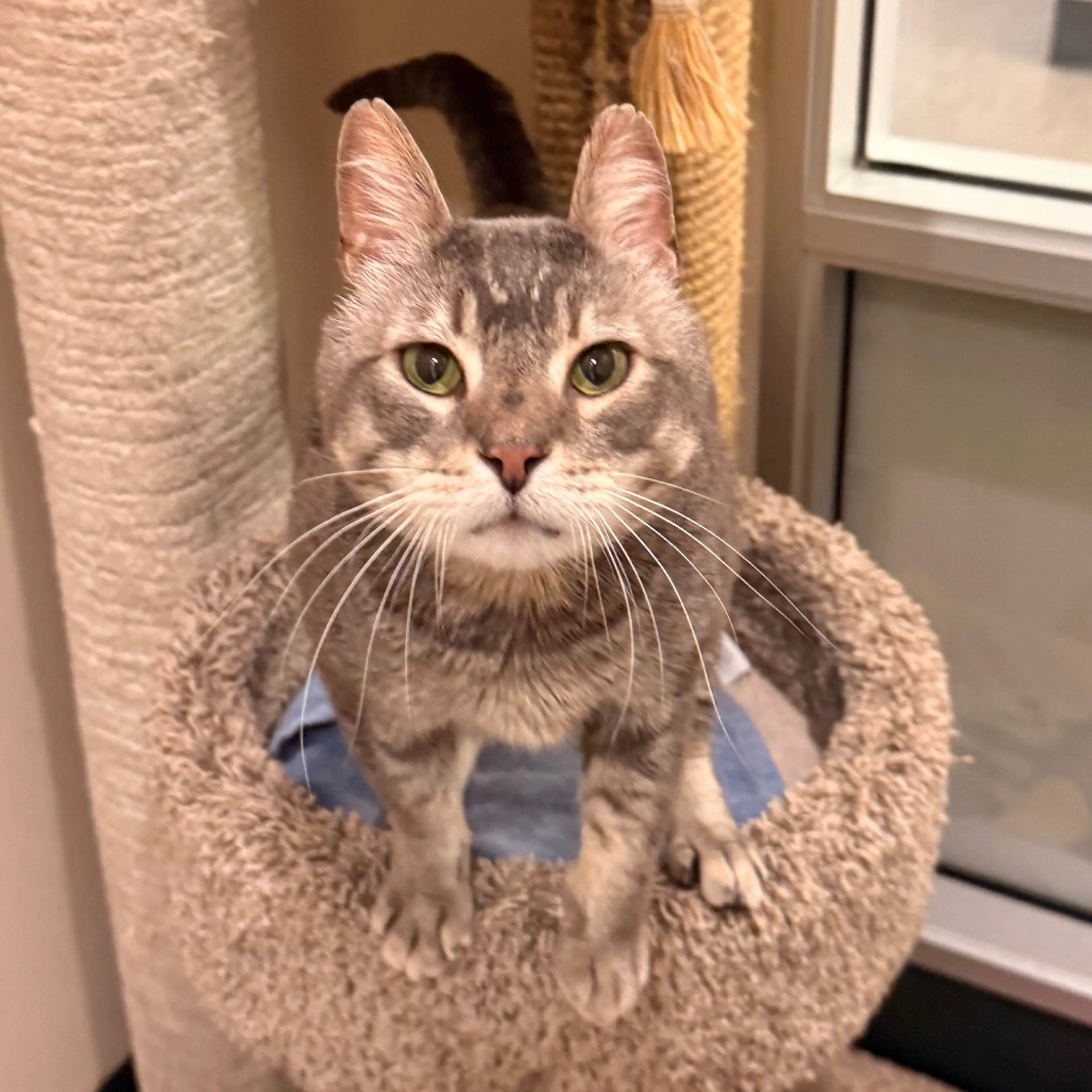 Found pet-2