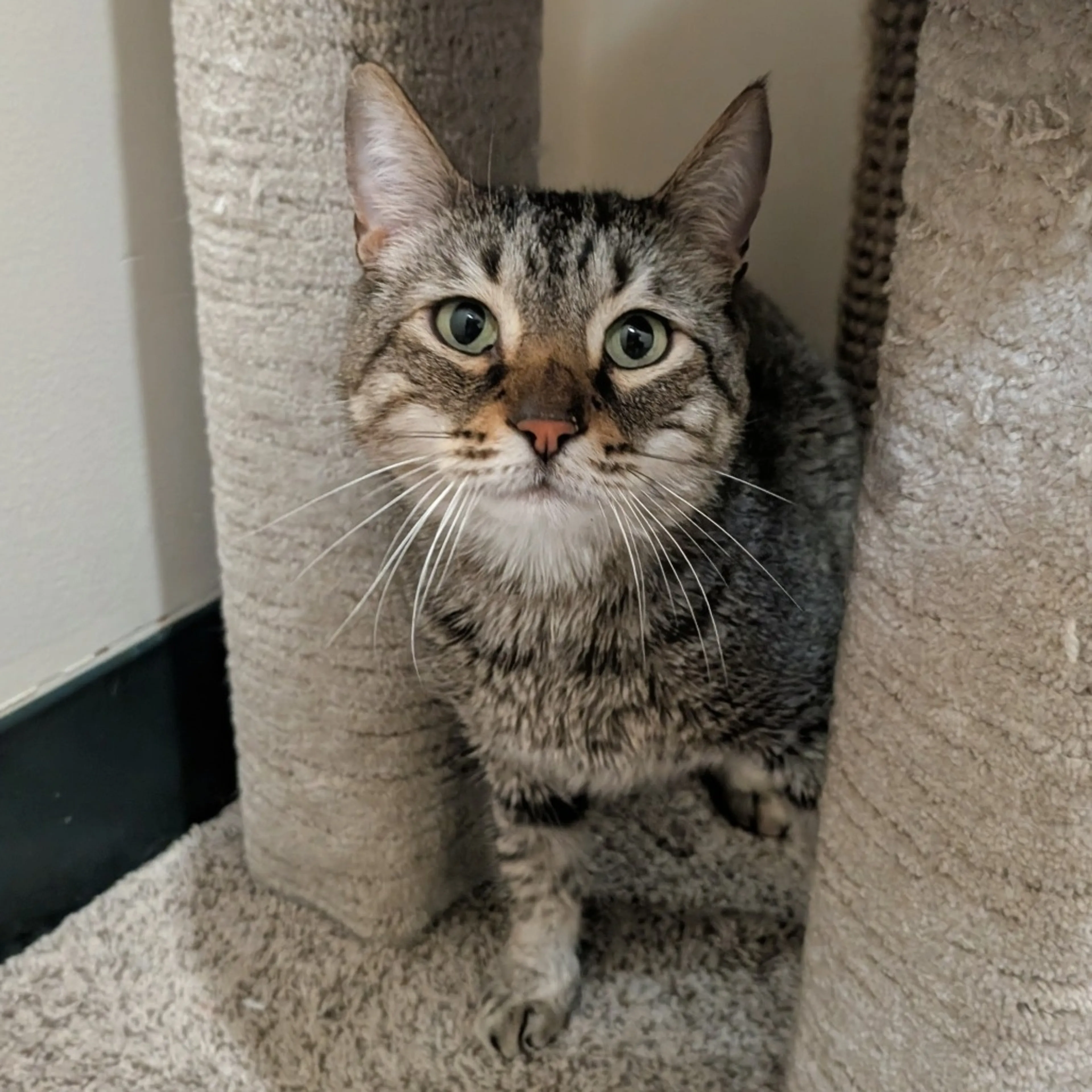Found pet-2