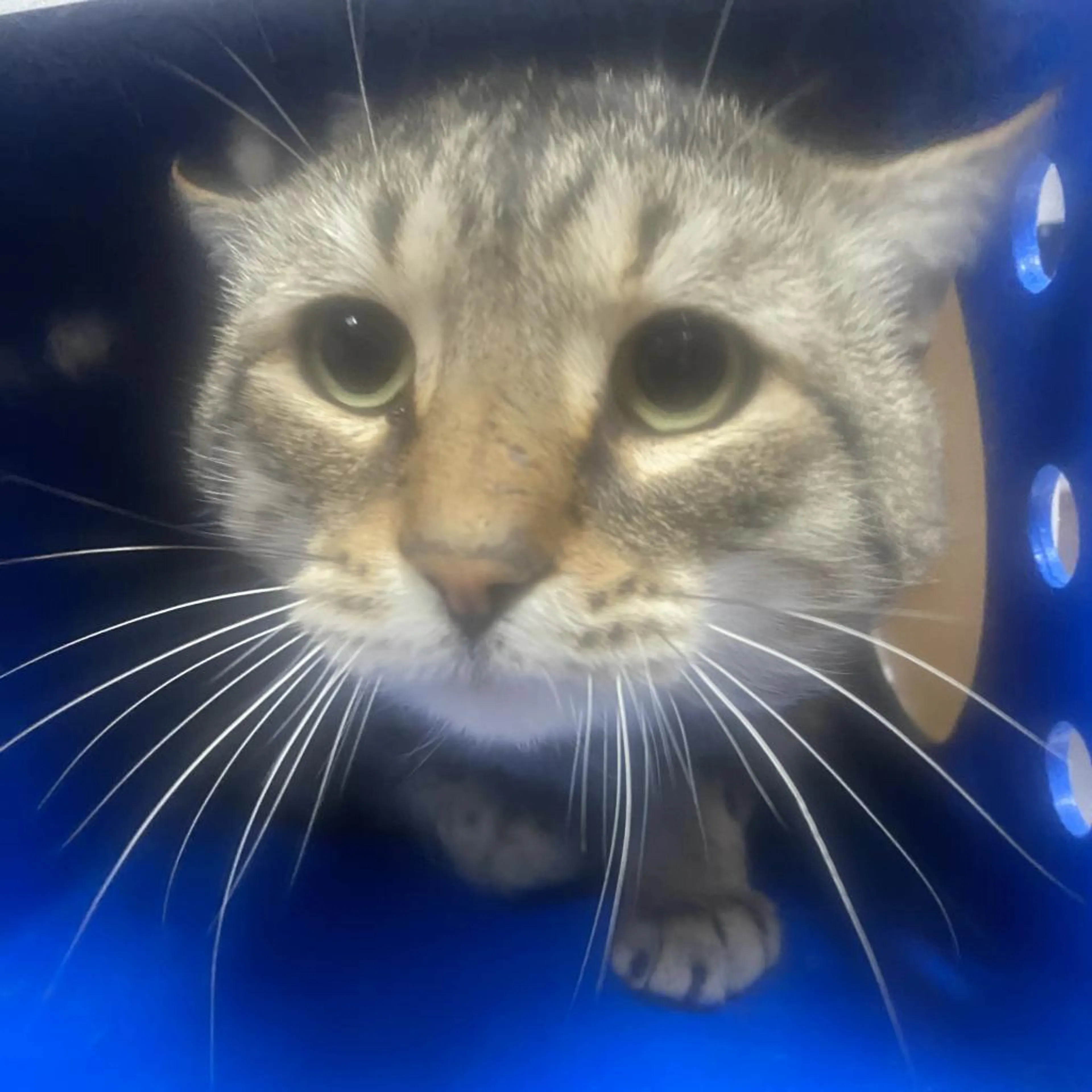 Found pet-1