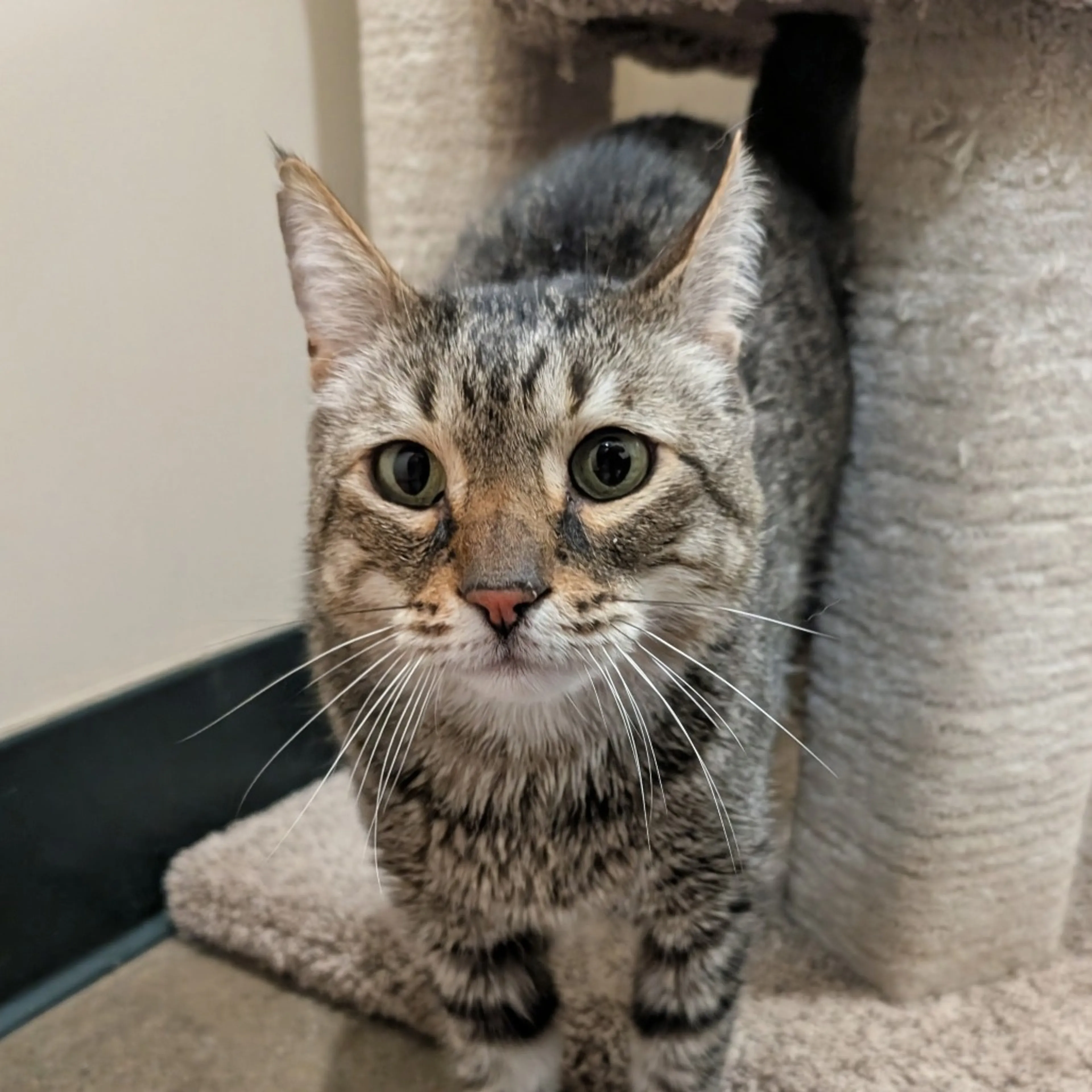 Found pet-3