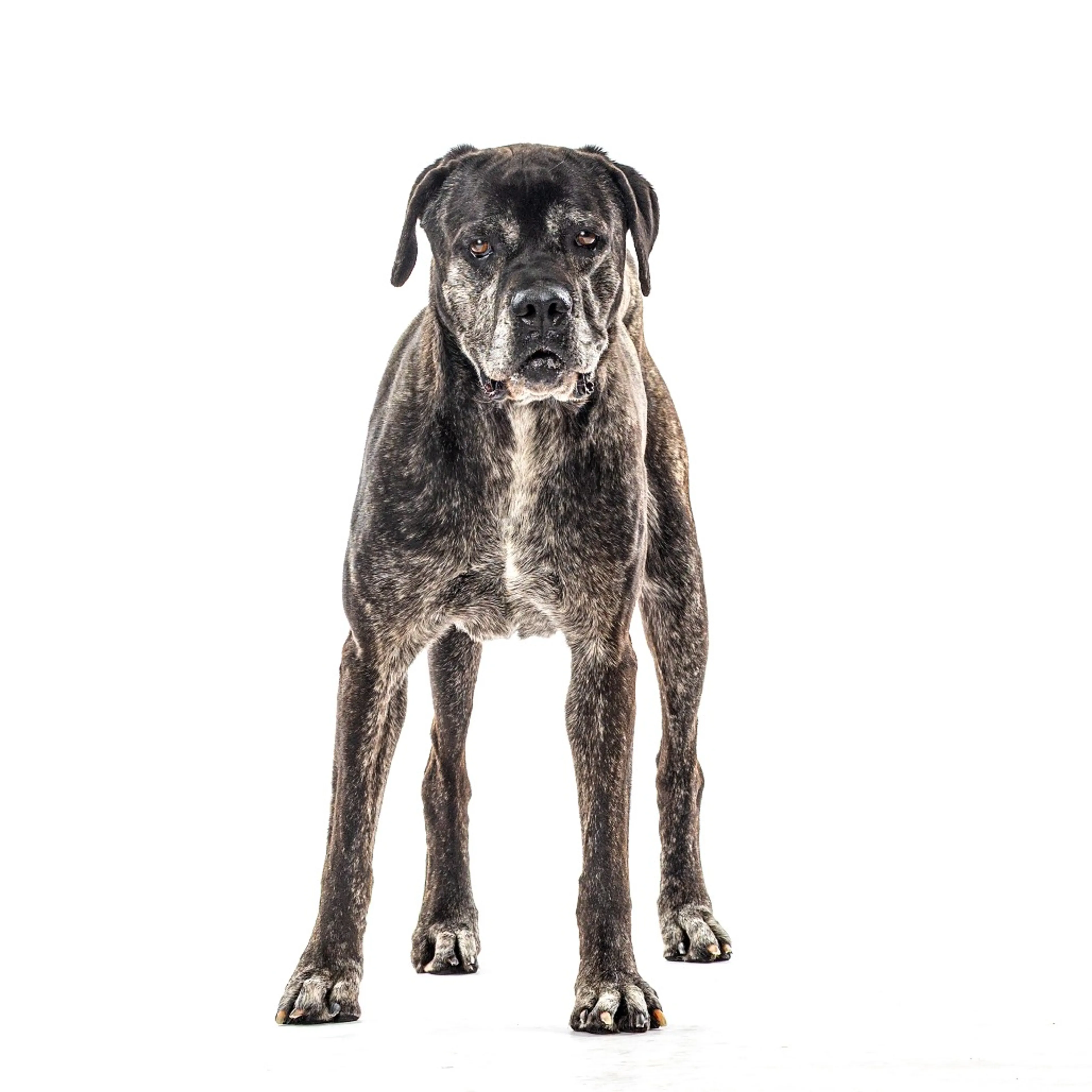 Found pet-3