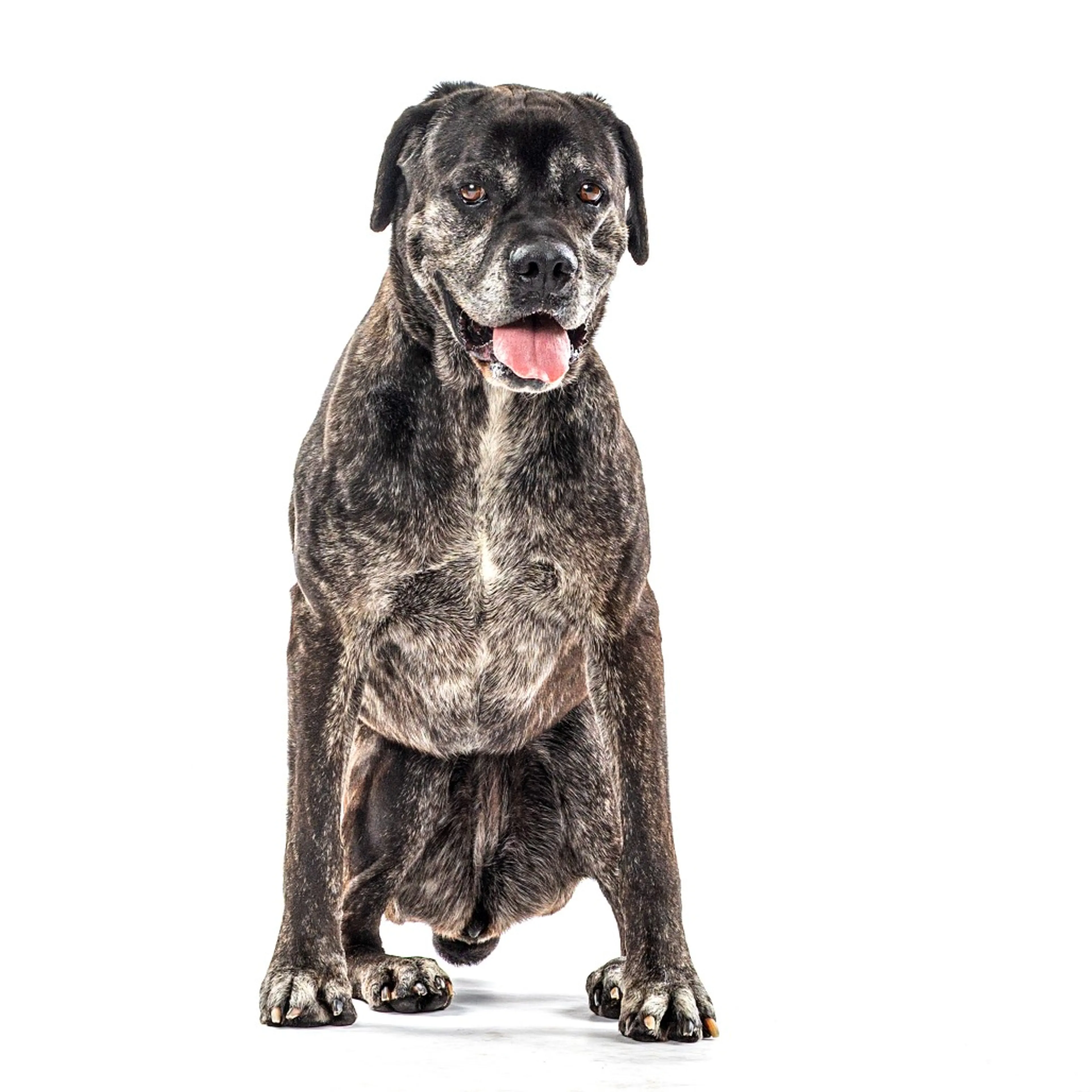 Found pet-2