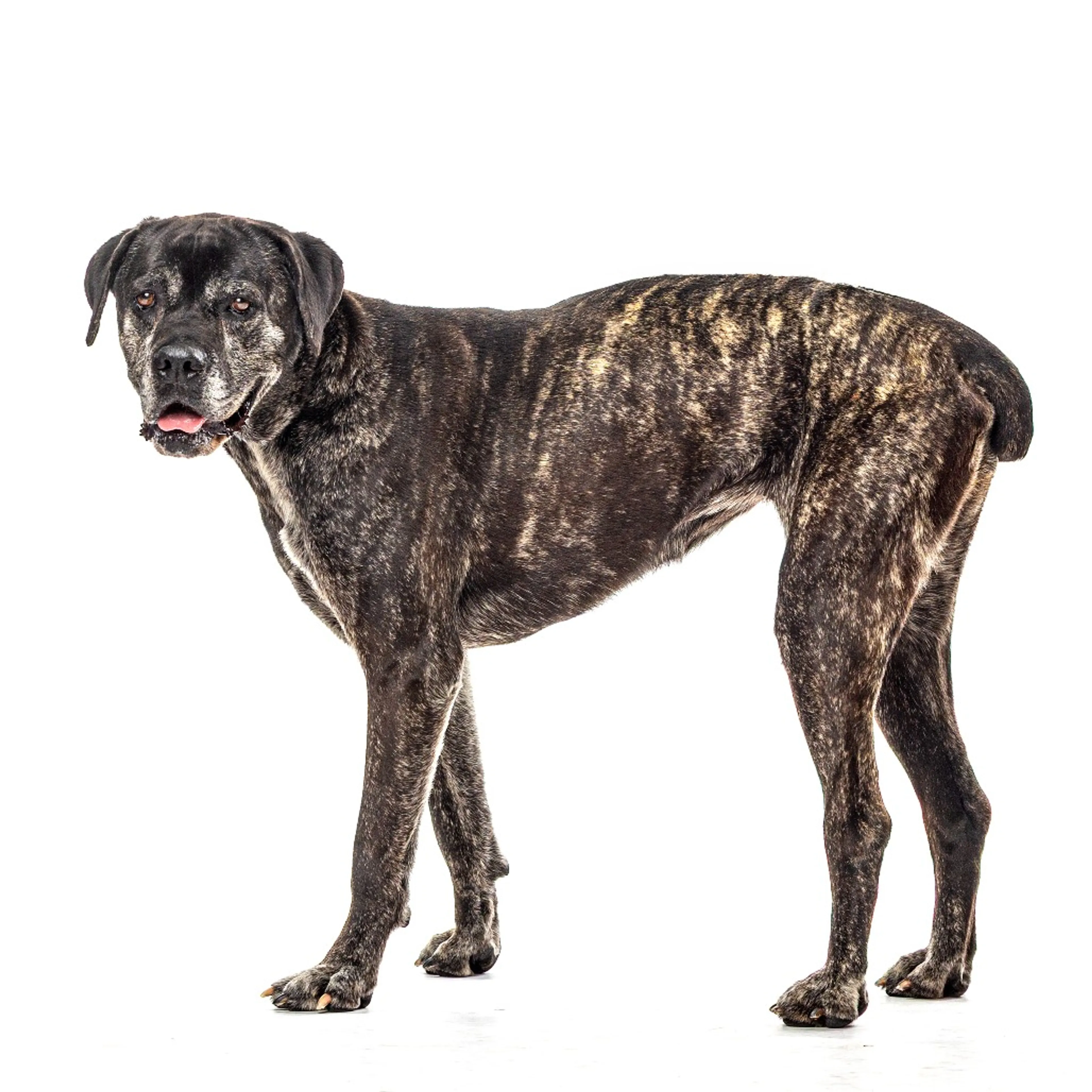 Found pet-1