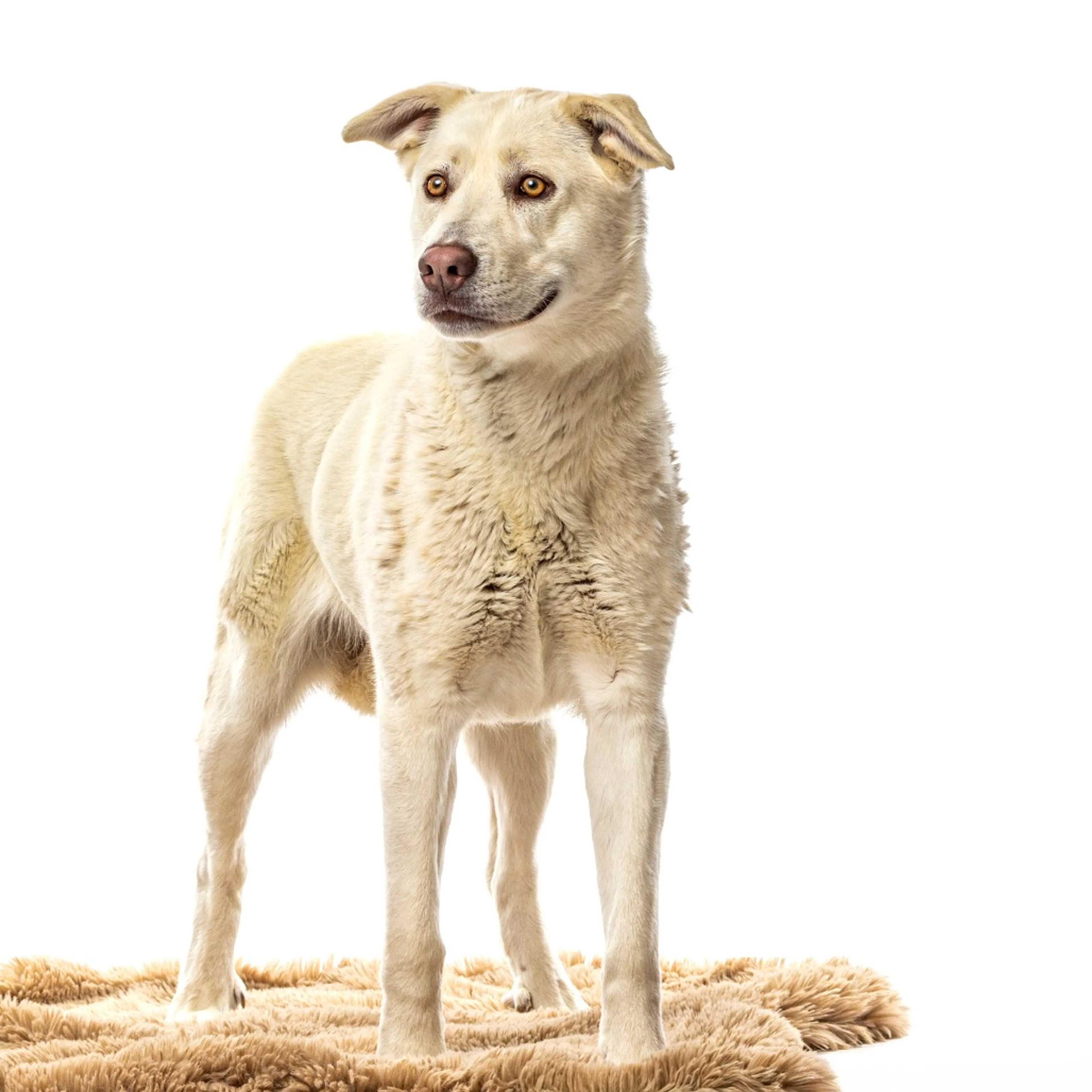 Found pet-3