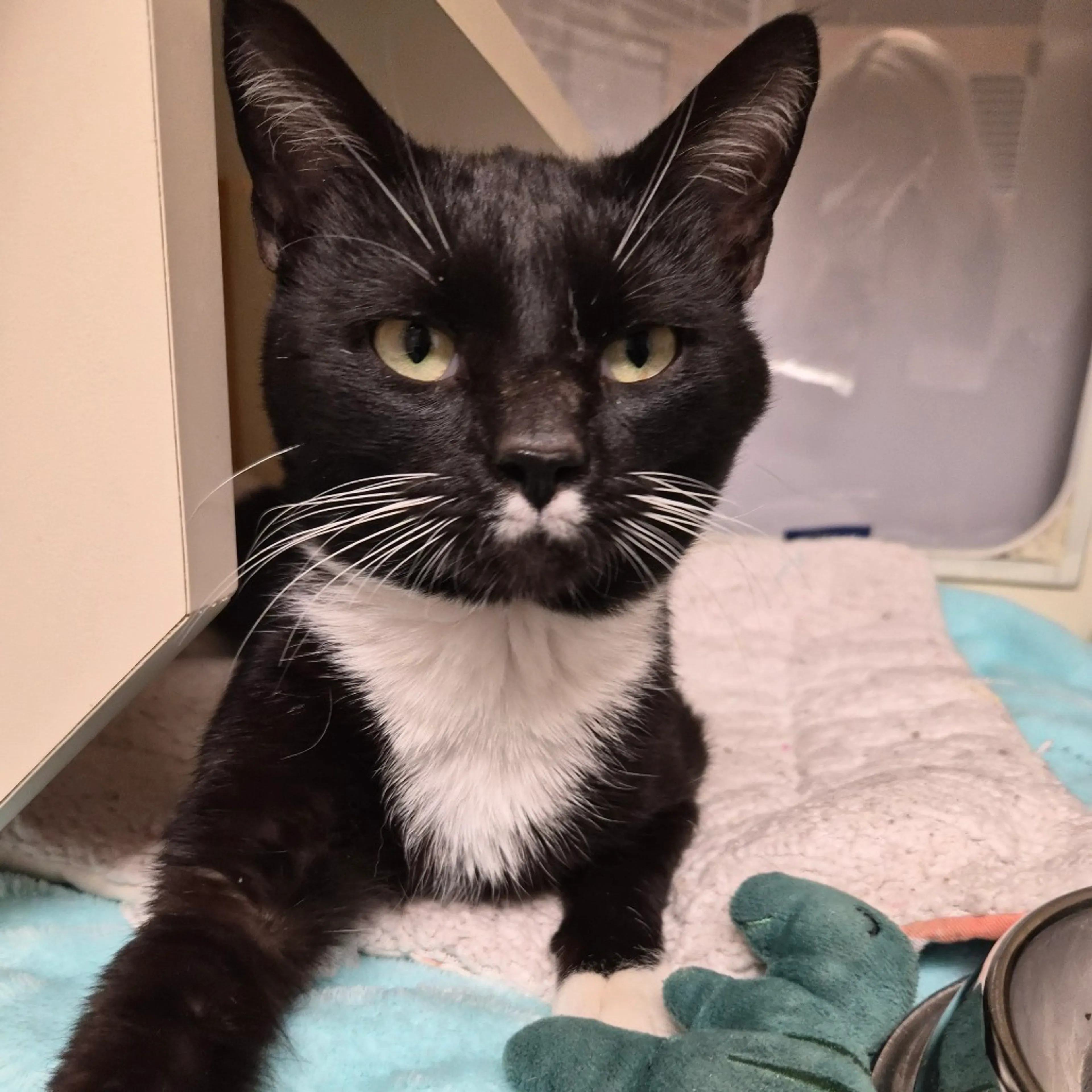 Found pet-2