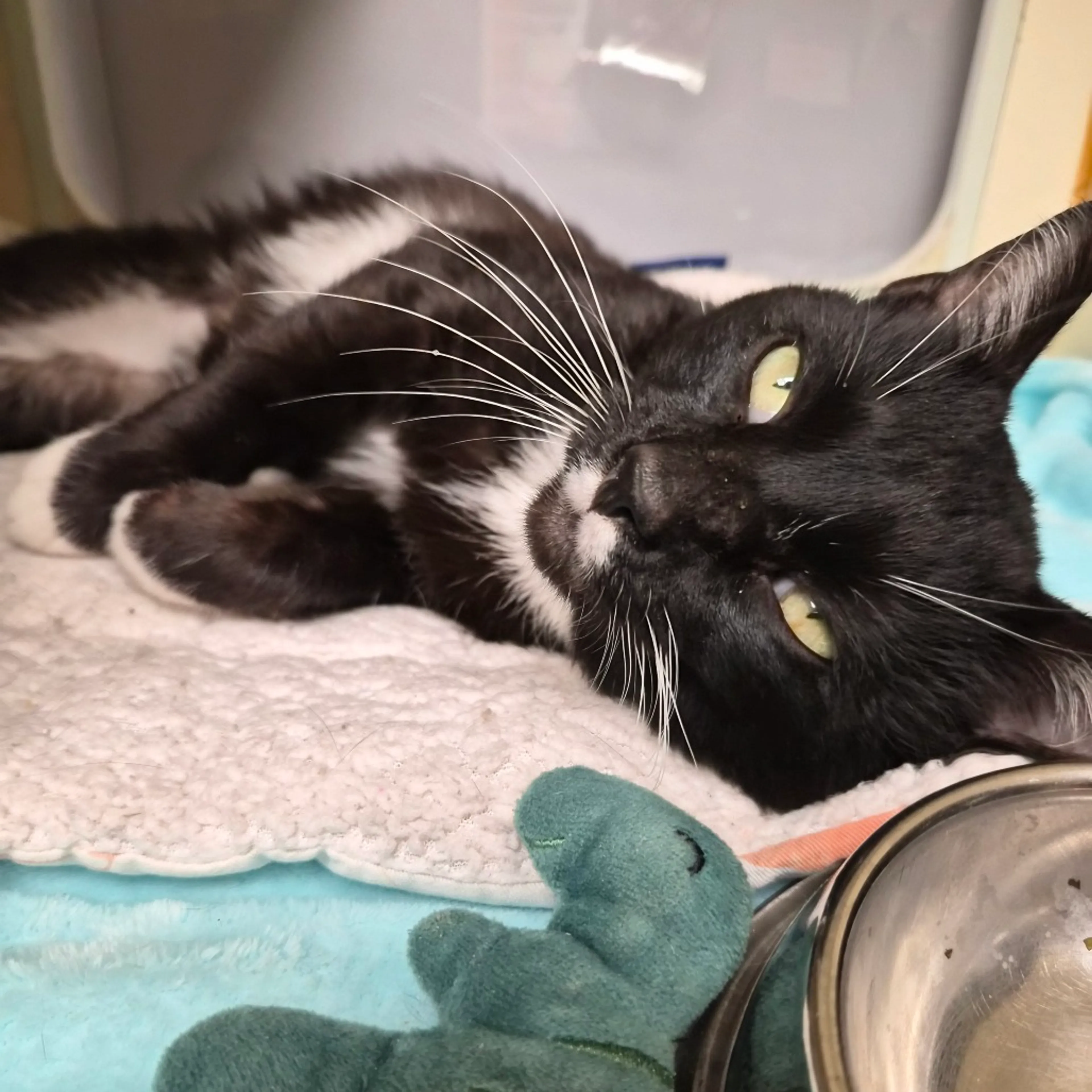 Found pet-1