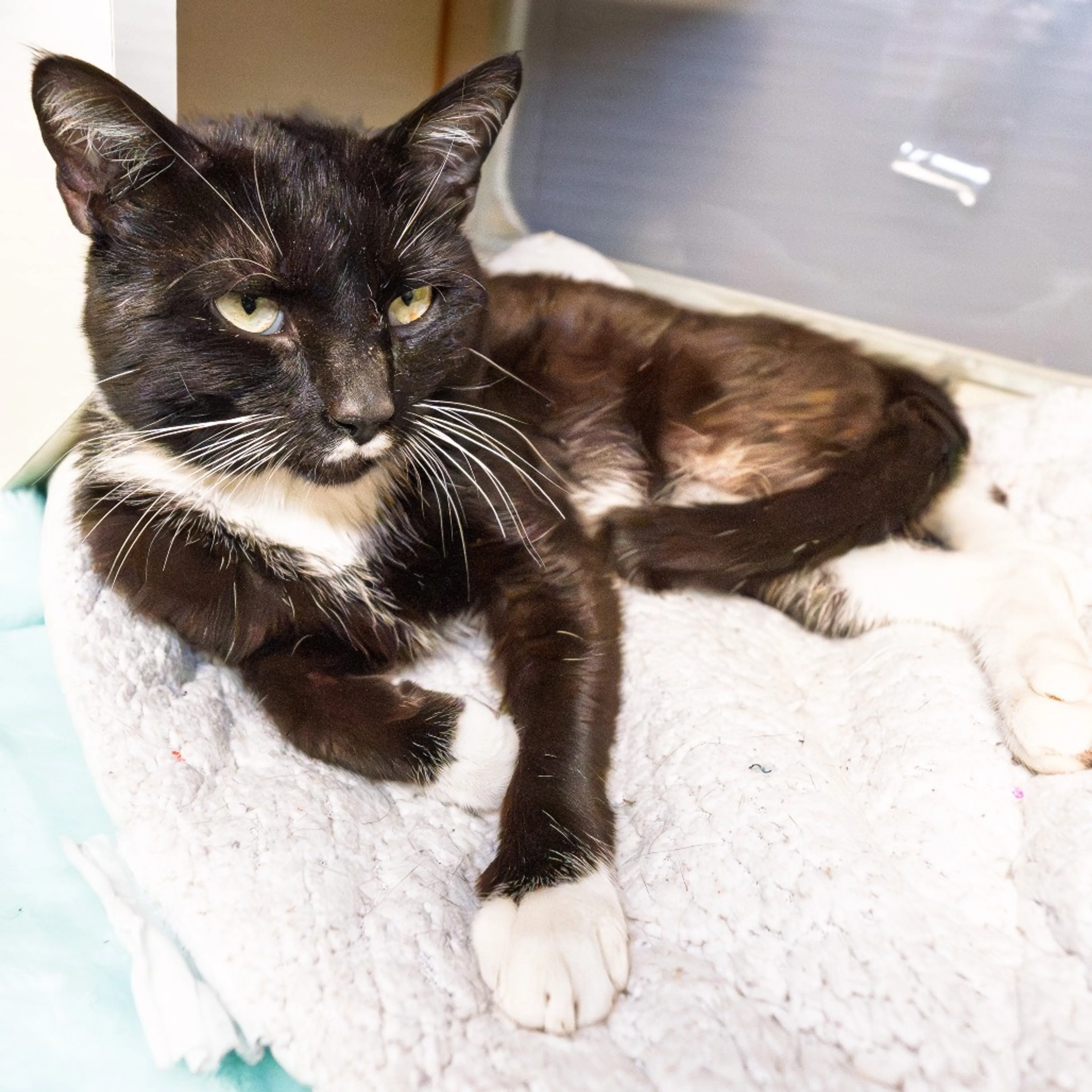 Found pet-4