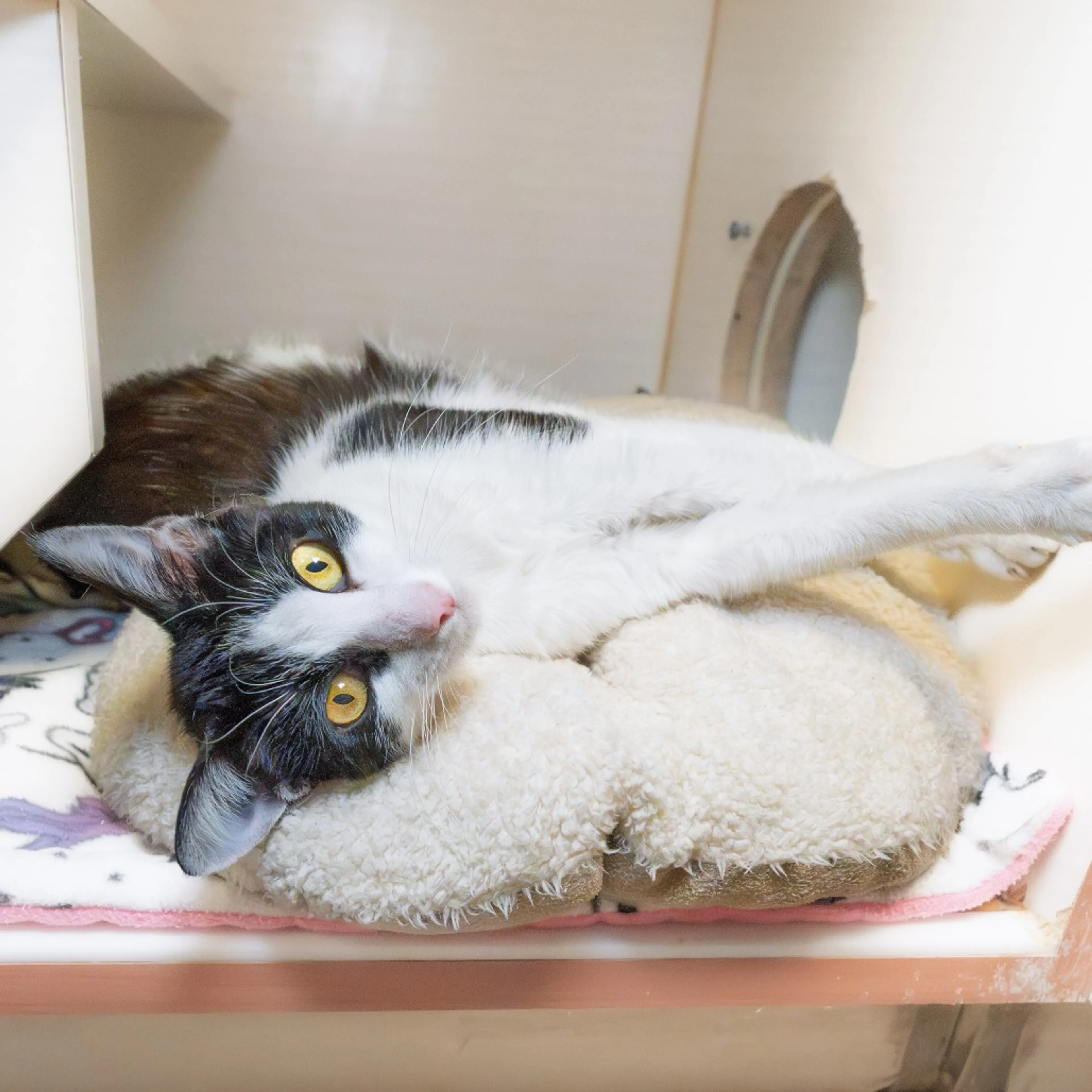 Found pet-1