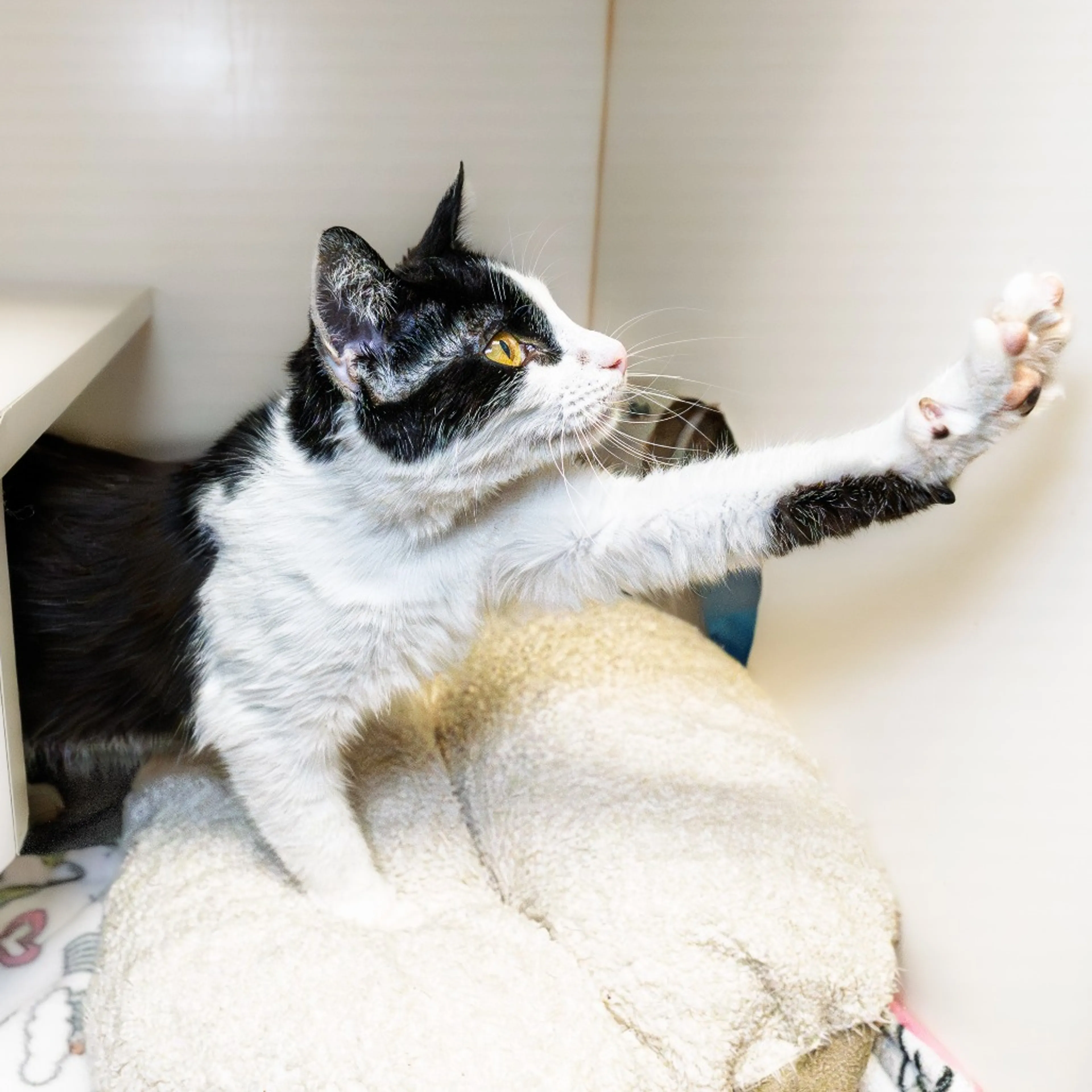 Found pet-3