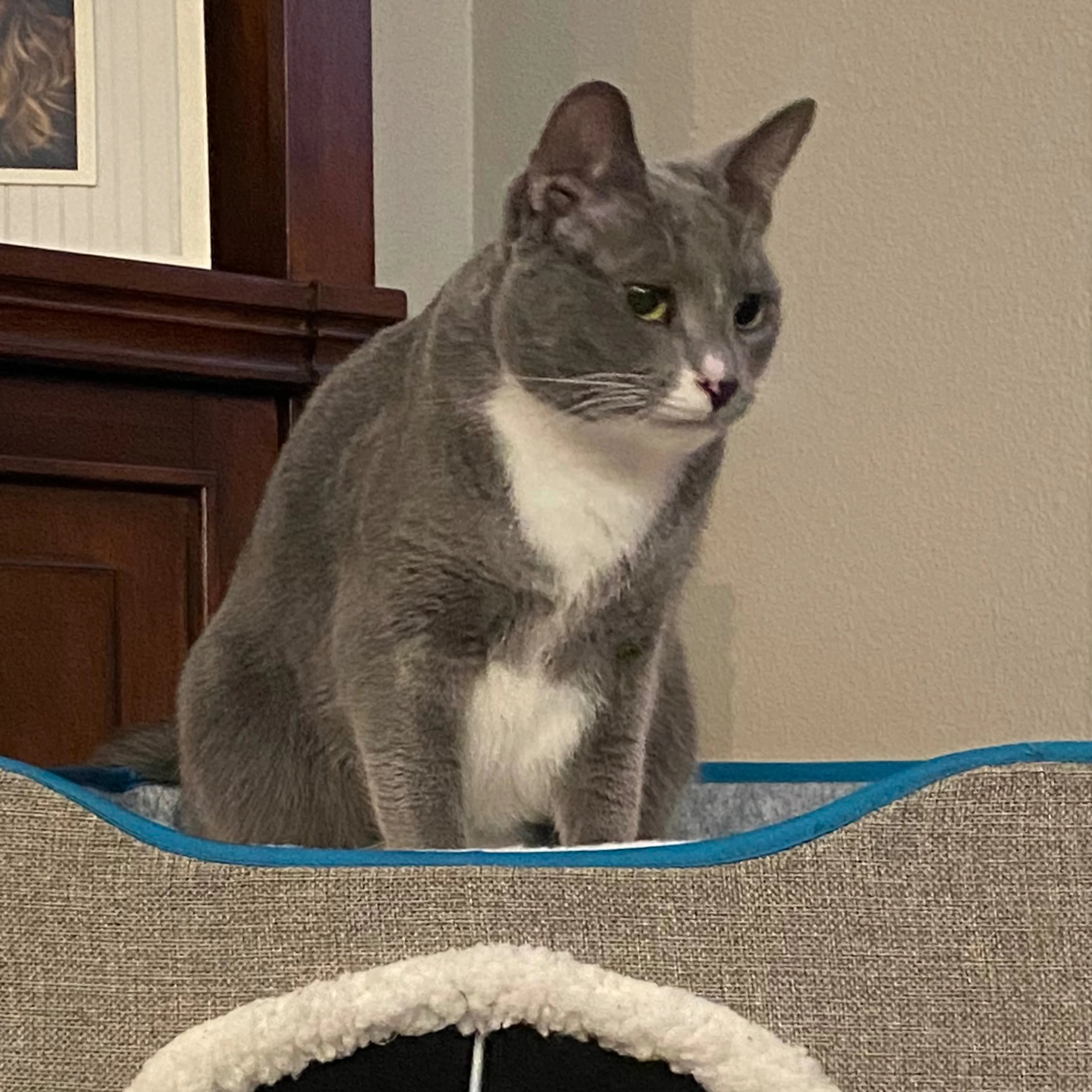 Lost pet-3