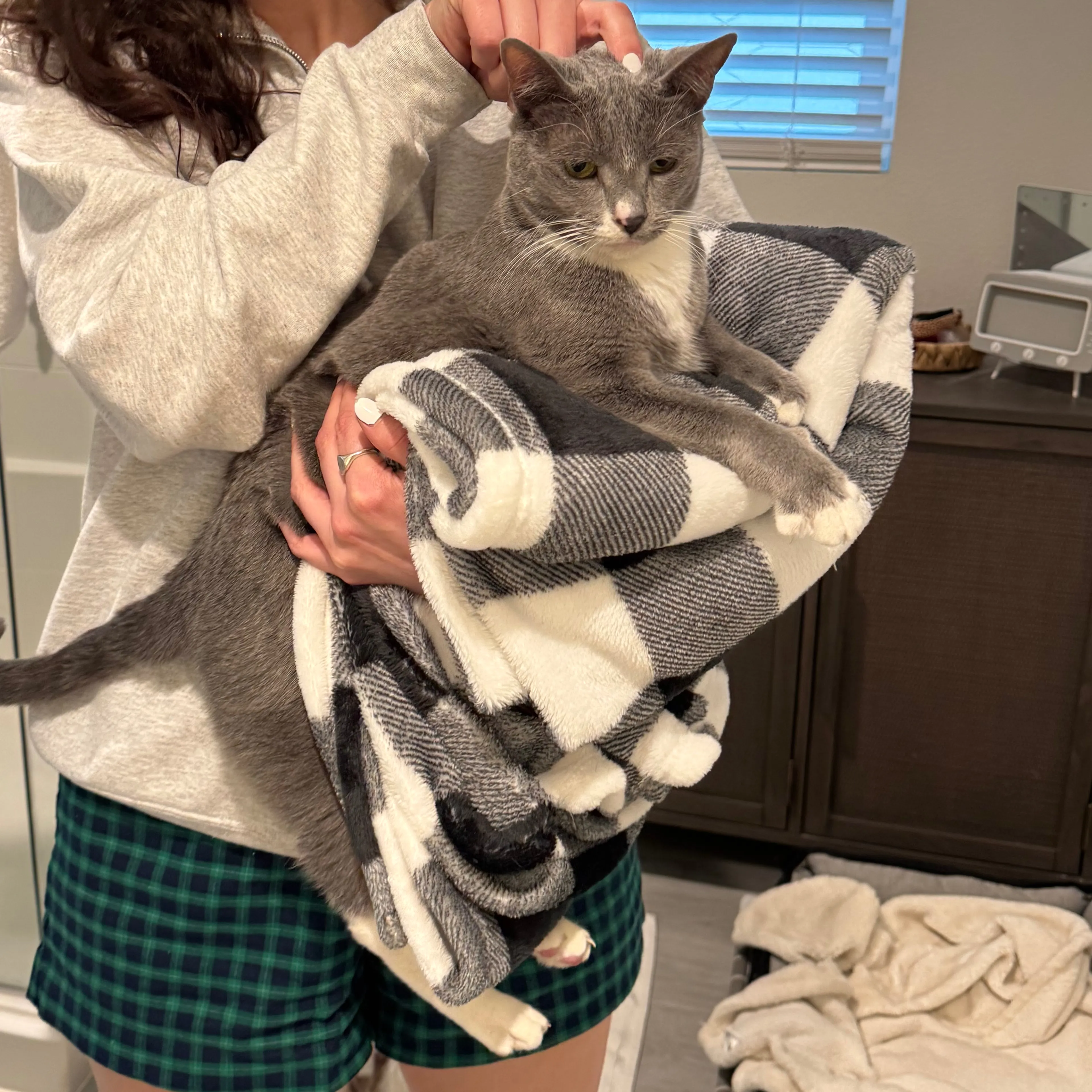 Lost pet-1