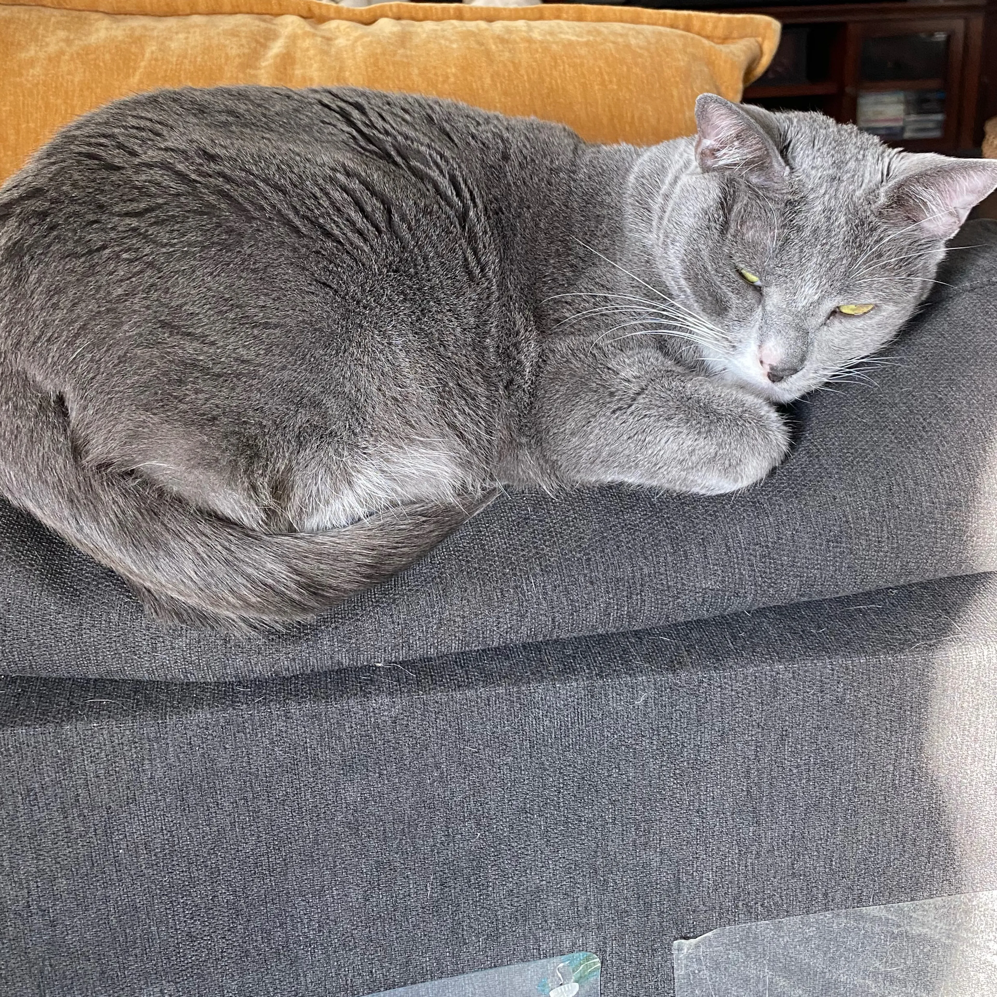 Lost pet-2