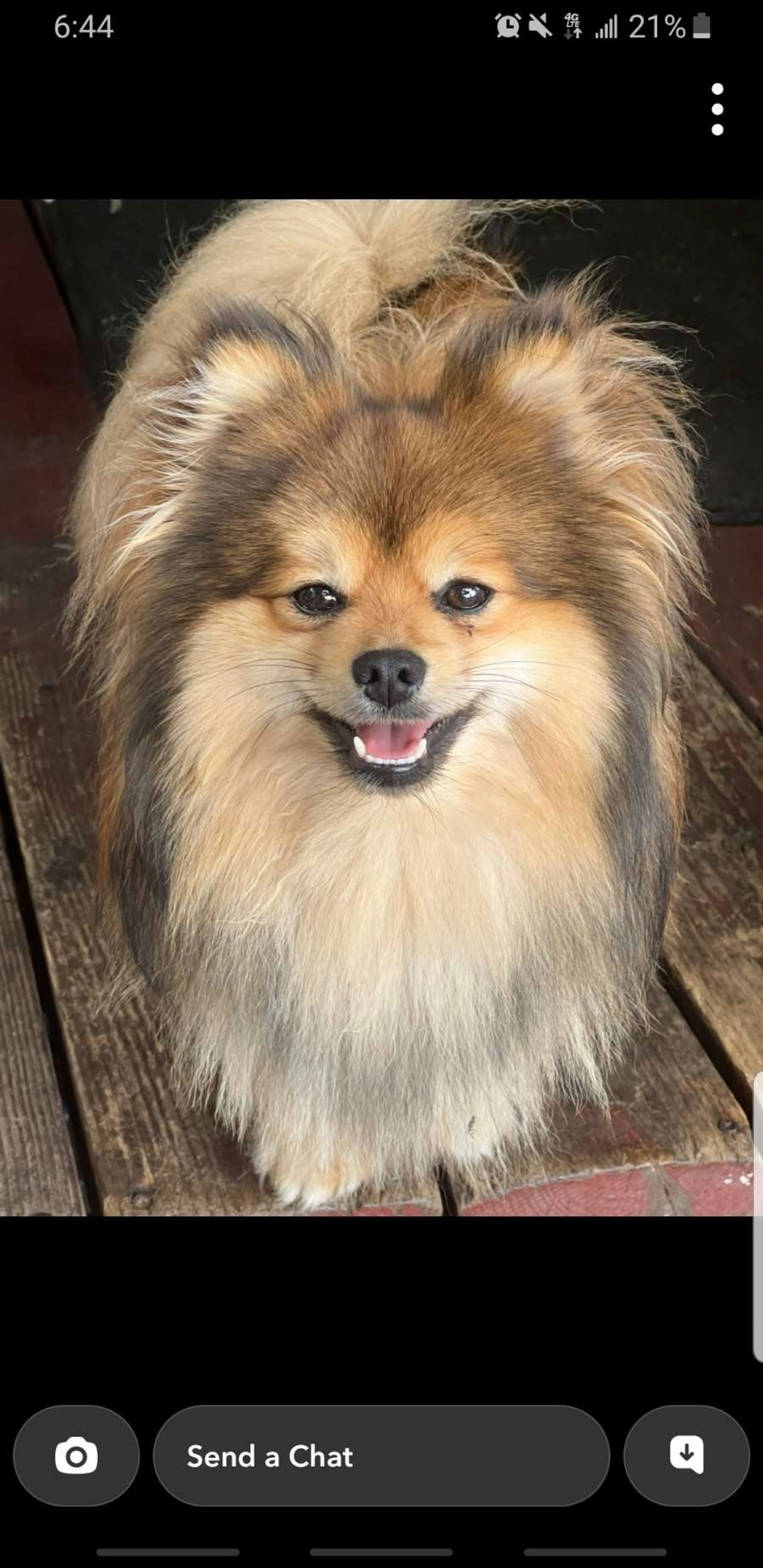Lost pet