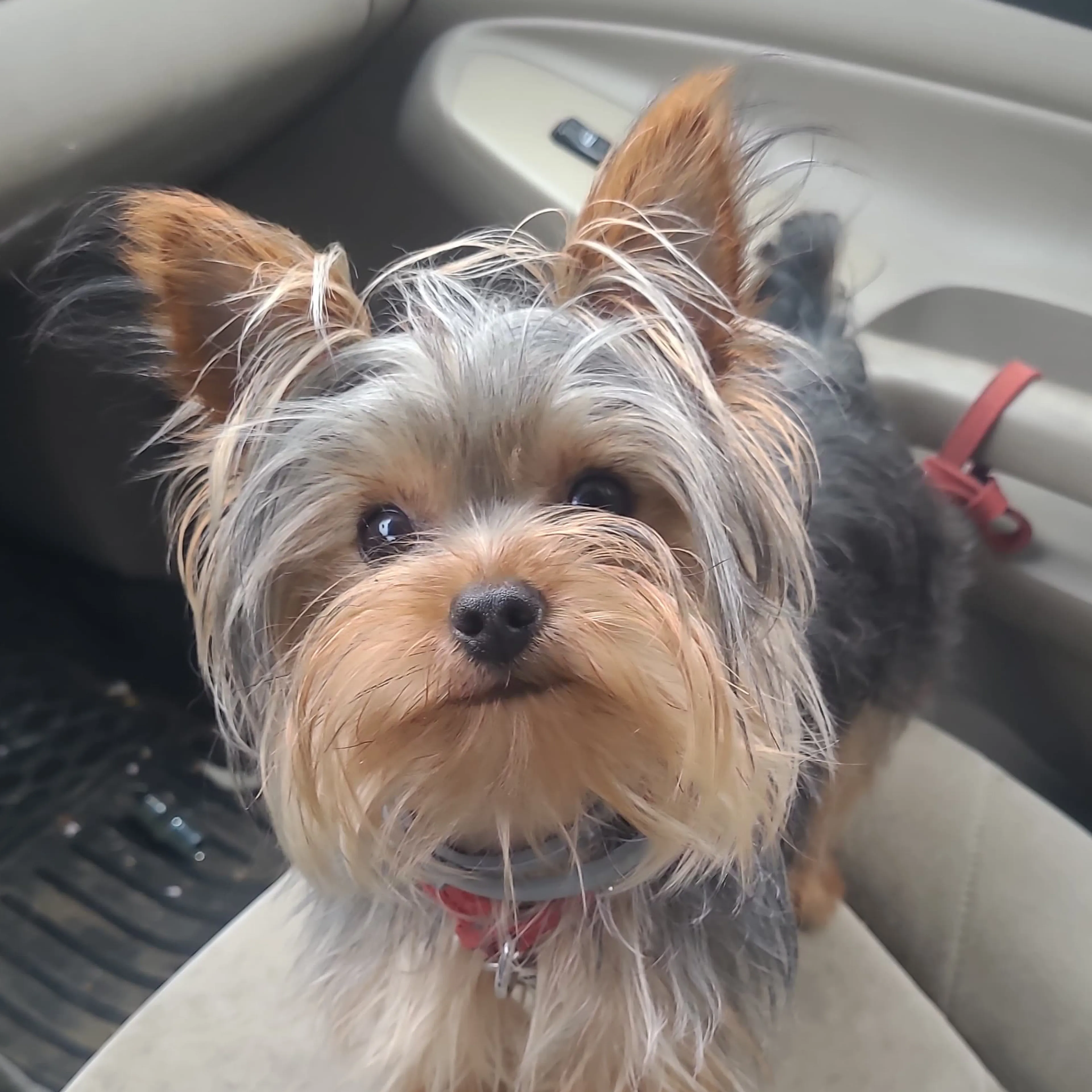 Lost pet